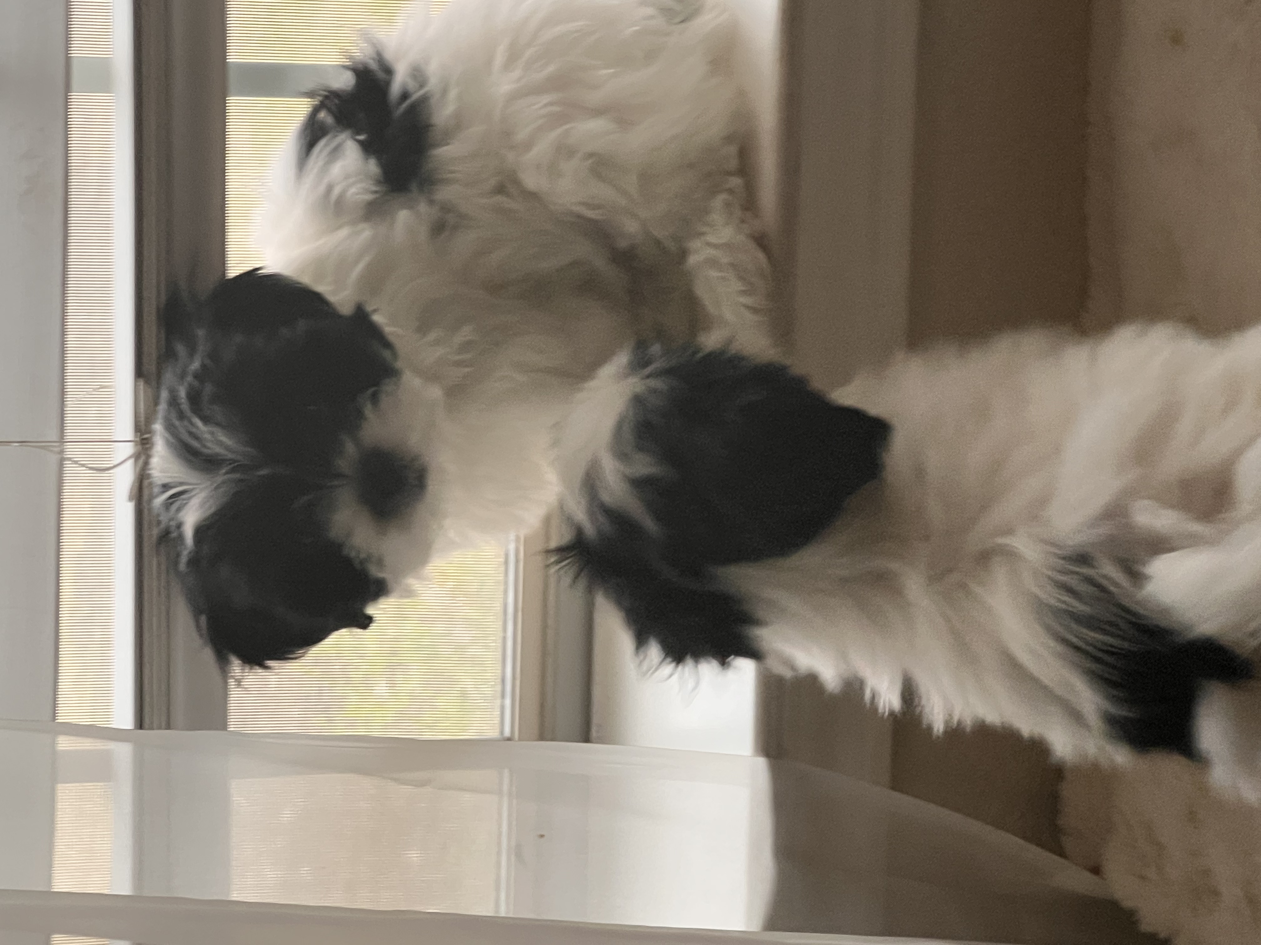 Shih Tzu’s