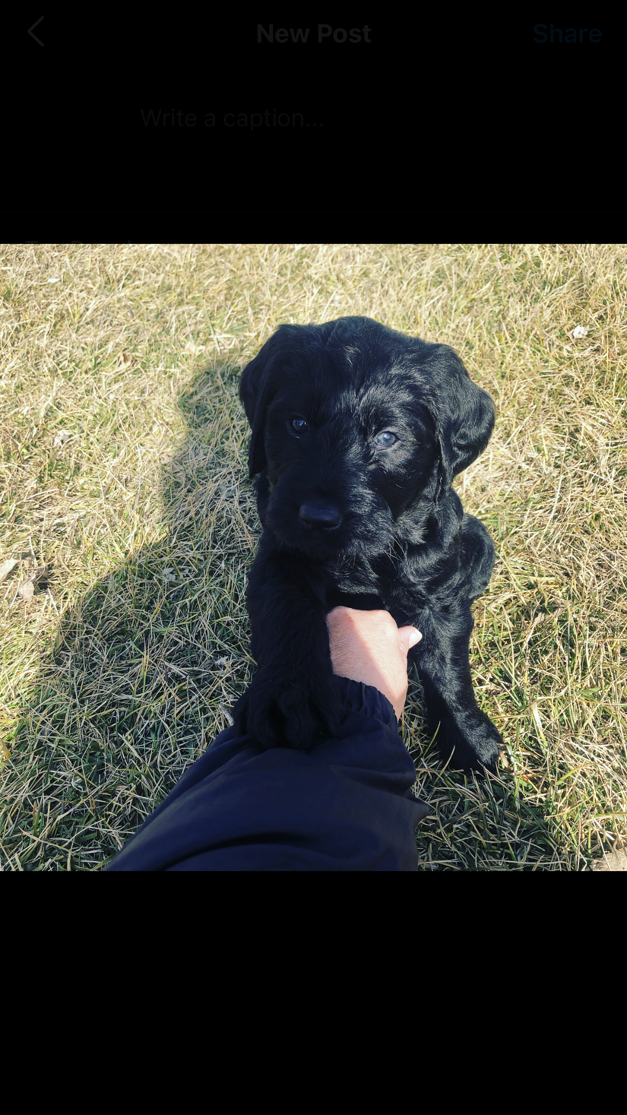 Labradoodle puppies