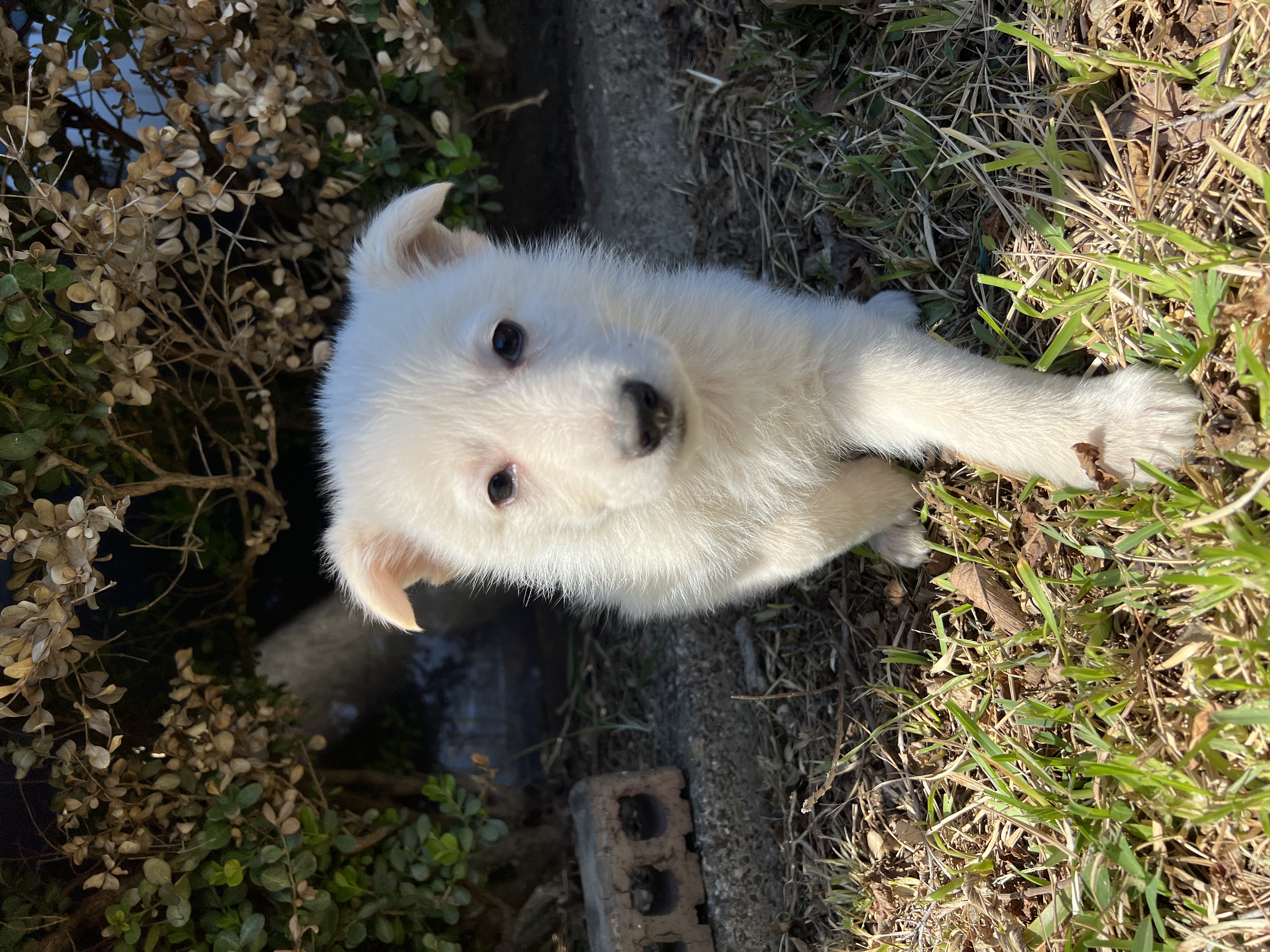 White German shepard