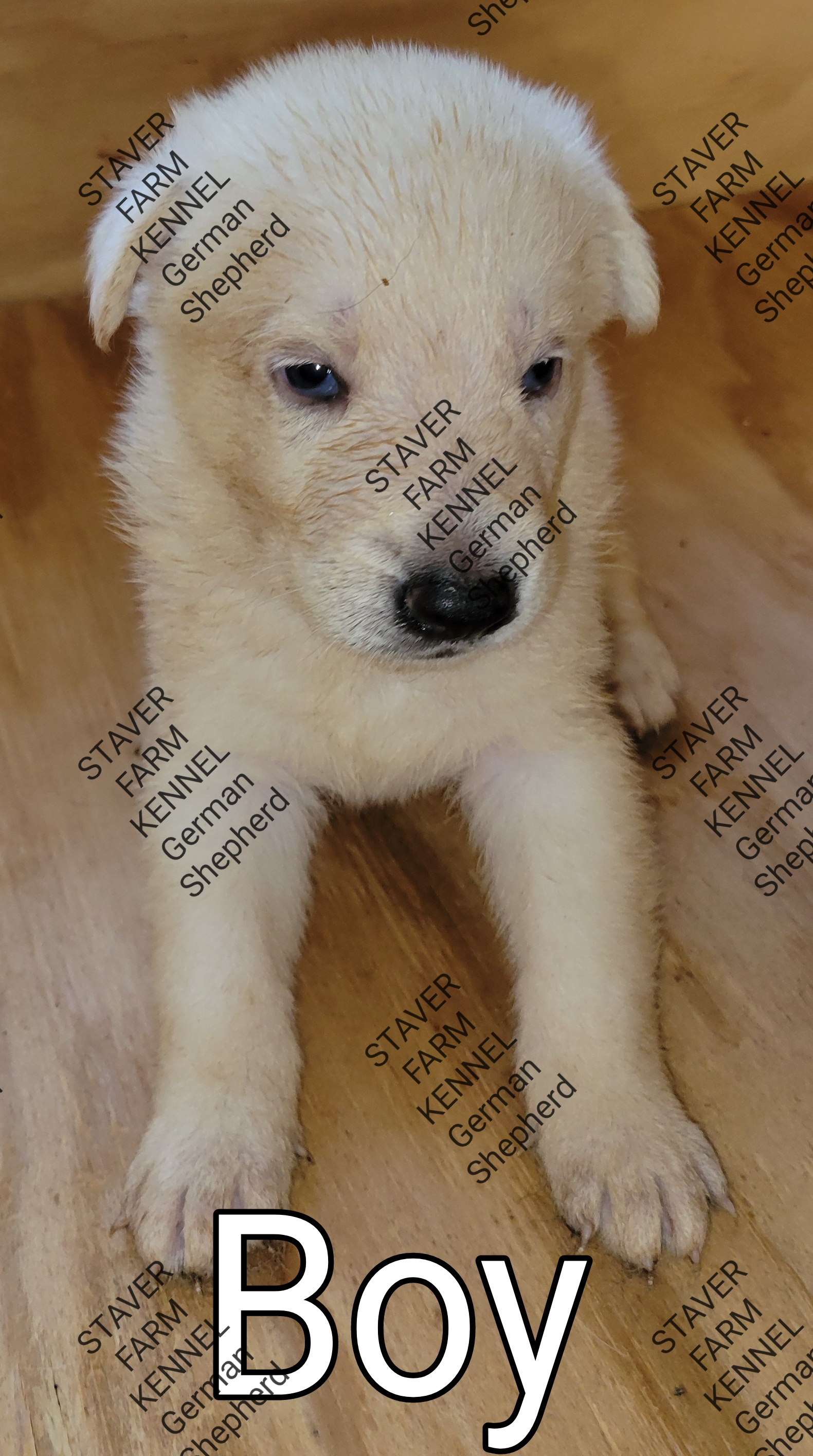 White German/Belgian Shepherd male