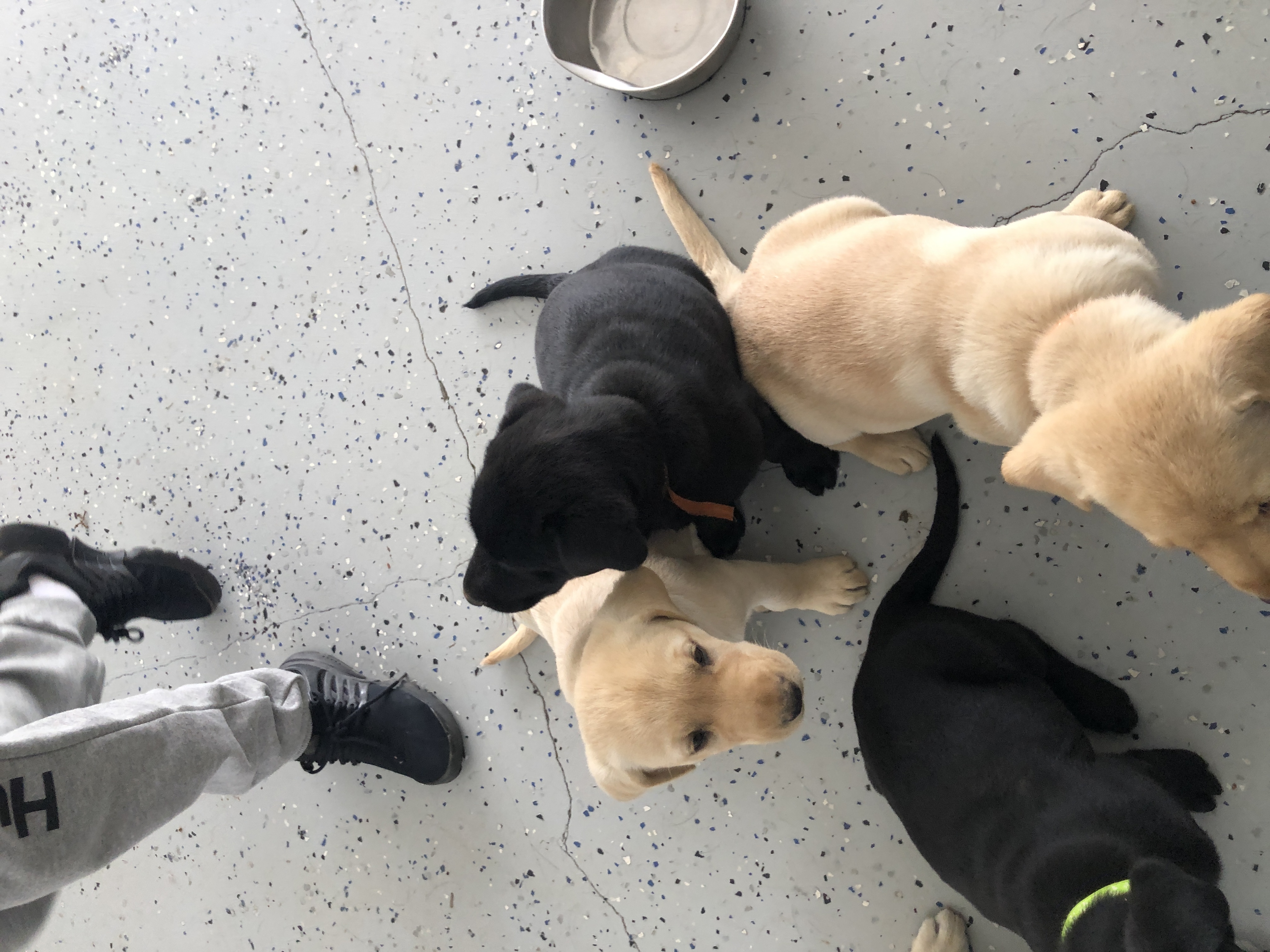 Labrador puppies