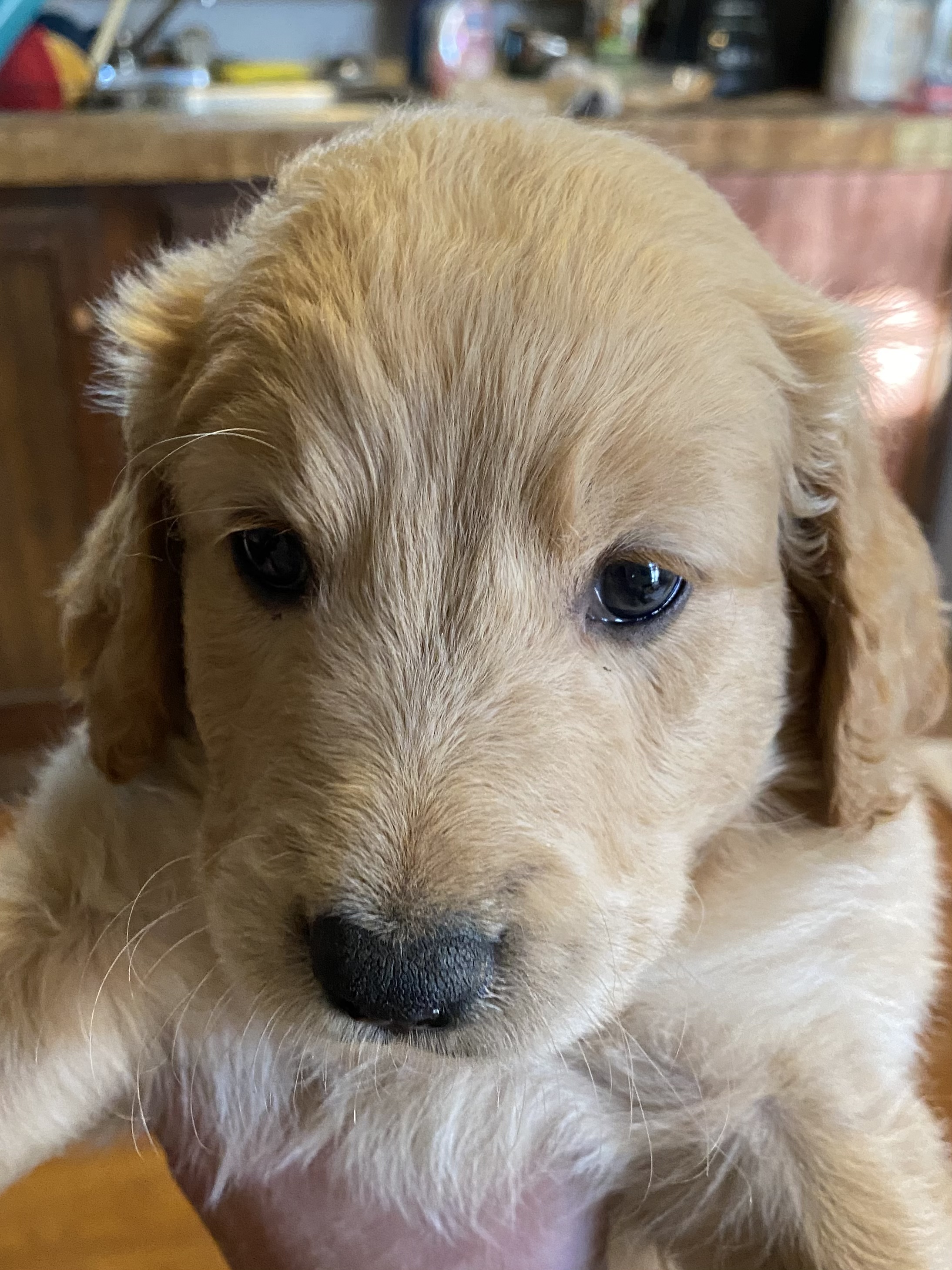 GoldenDoodle/Pyredoodle Mixed Puppies
