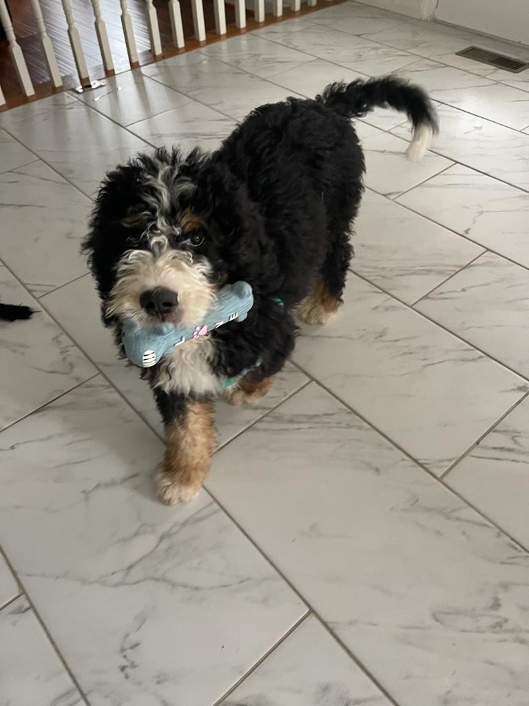 BERNEDOODLE