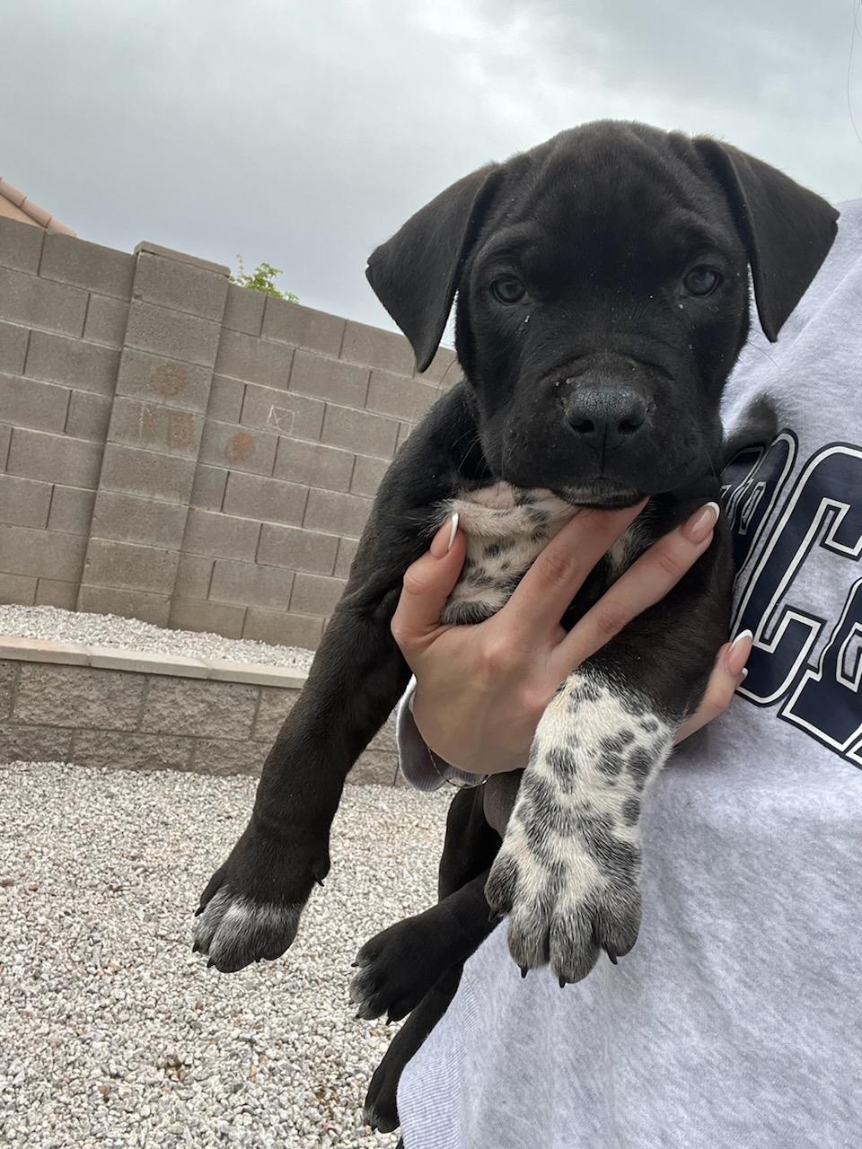 8 WEEK ROTTWEILER-PITBull MIX PUPPIES