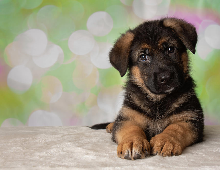 7 Sherman shepard puppies for sale