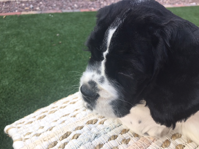Puppy for sale