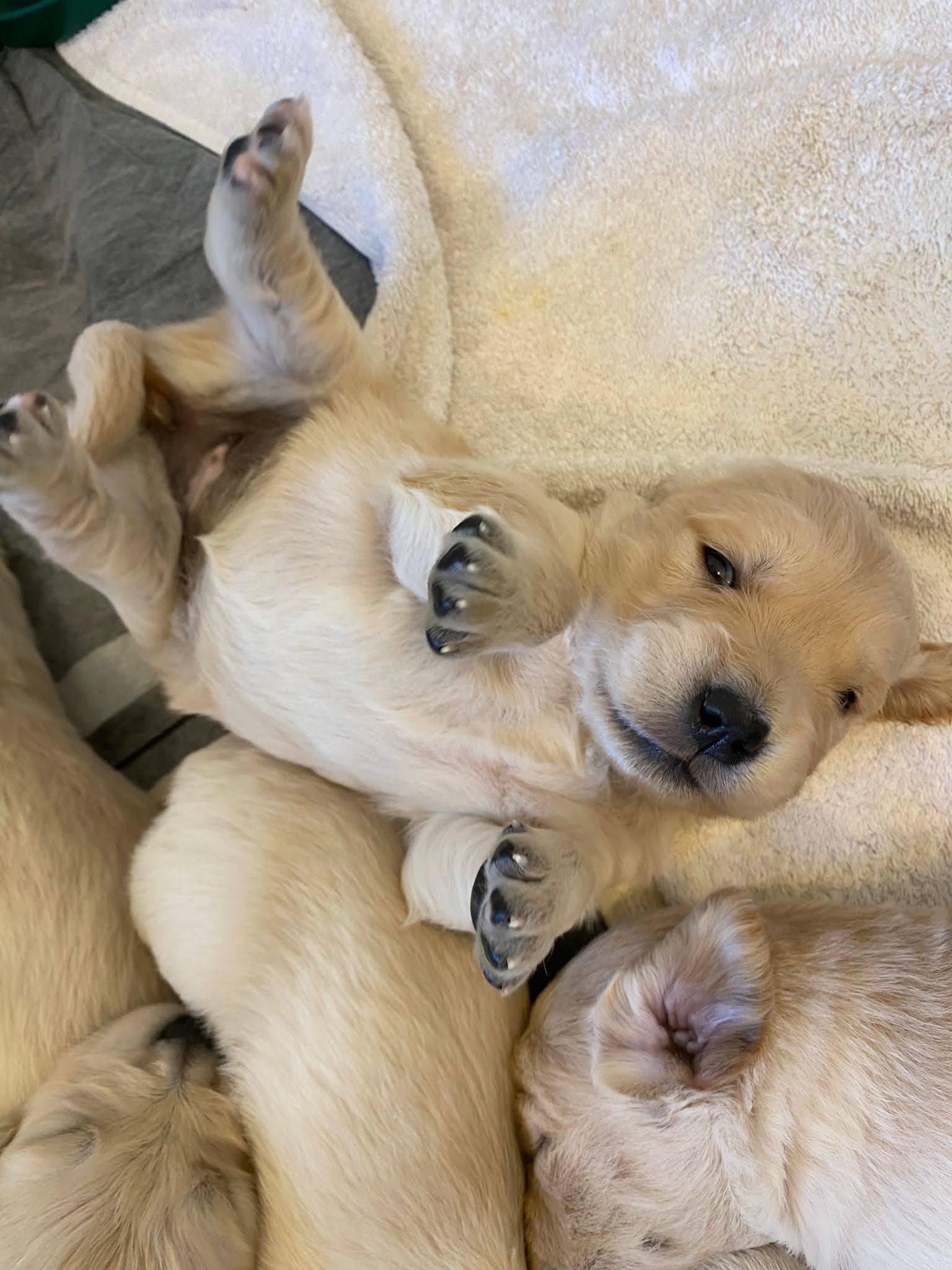 Golden Retriever Puppies (Akc Registered)
