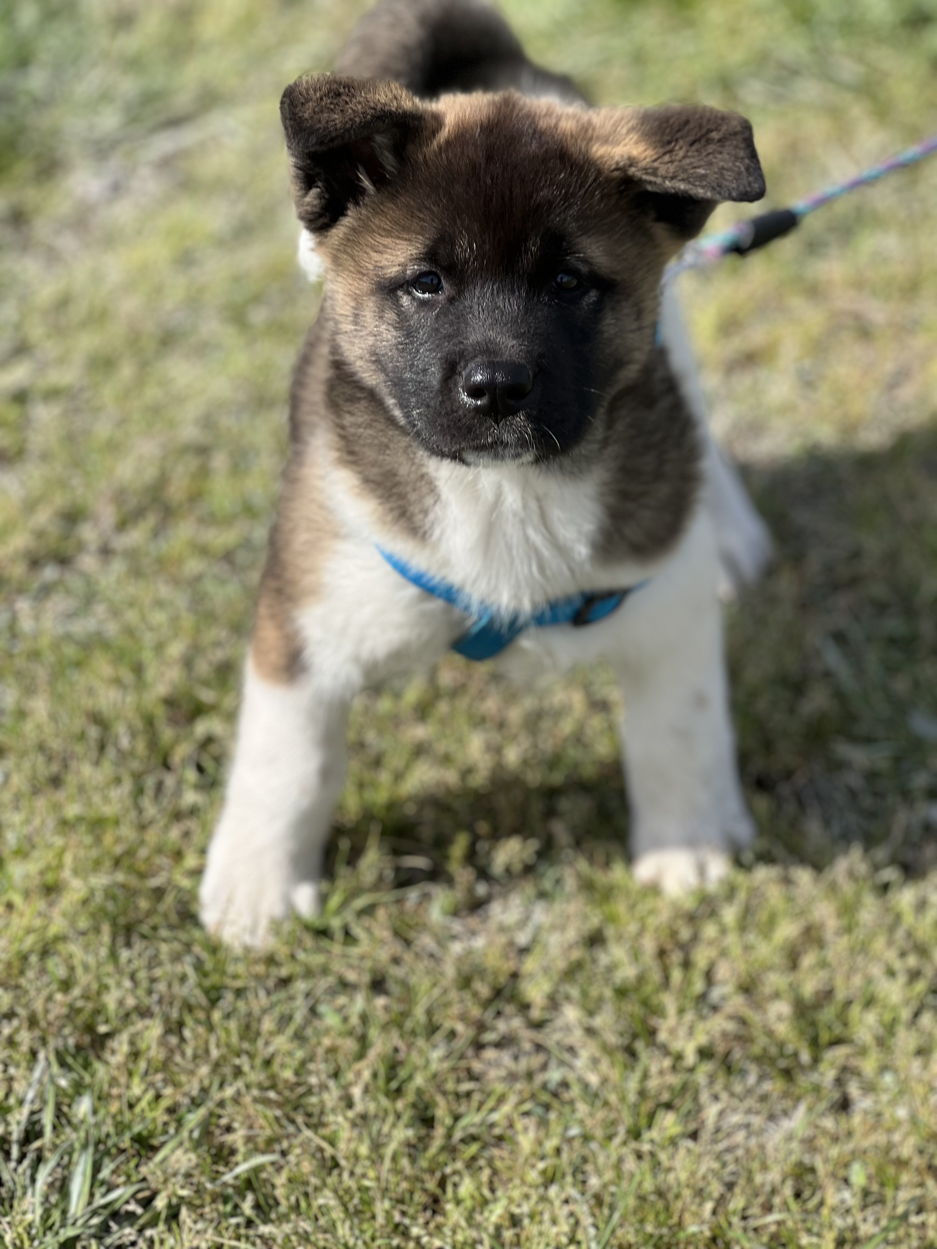Female Akita Puppy