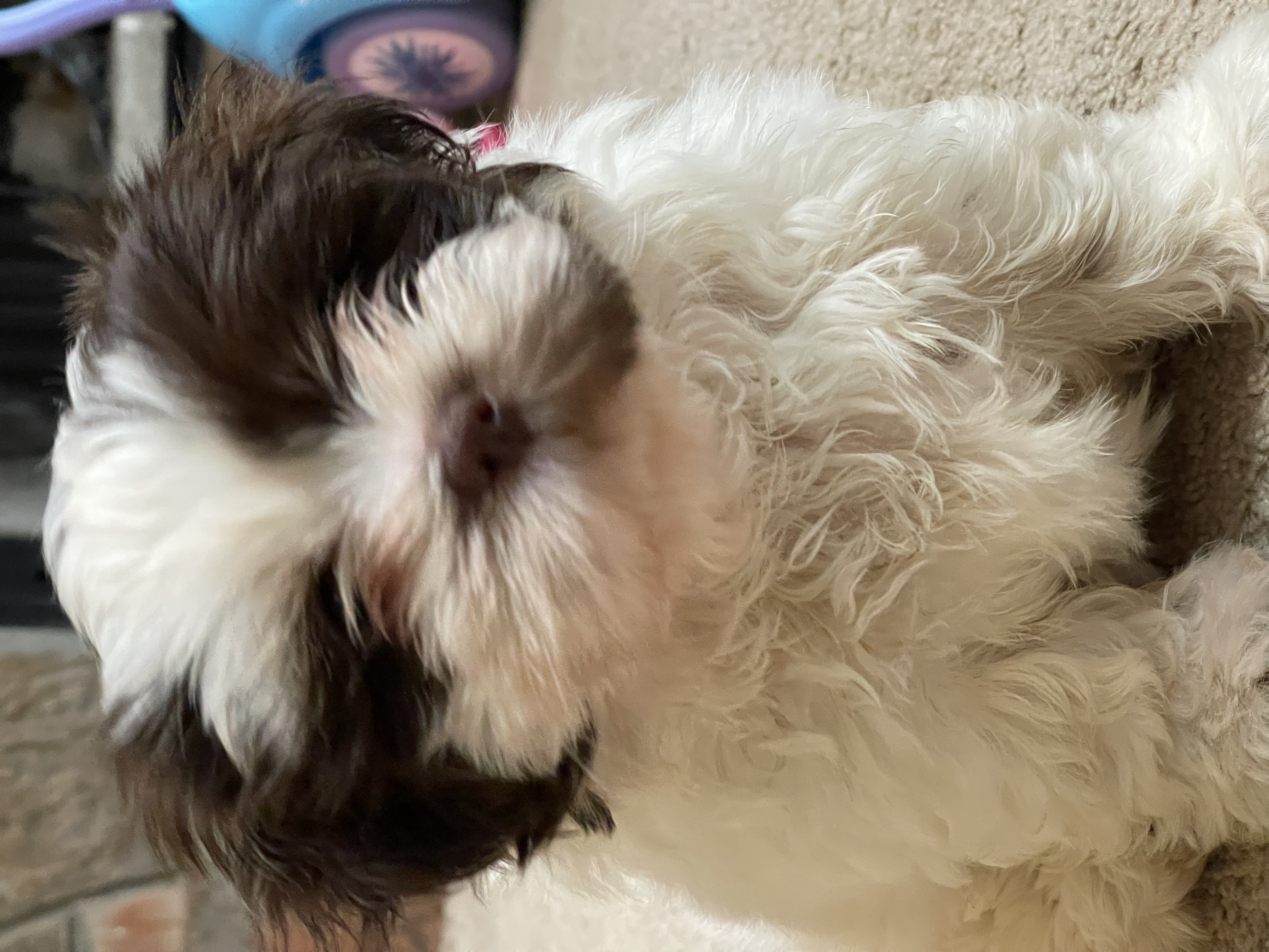 CKC Registered Red Nose (Liver) Shih Tzu Puppies