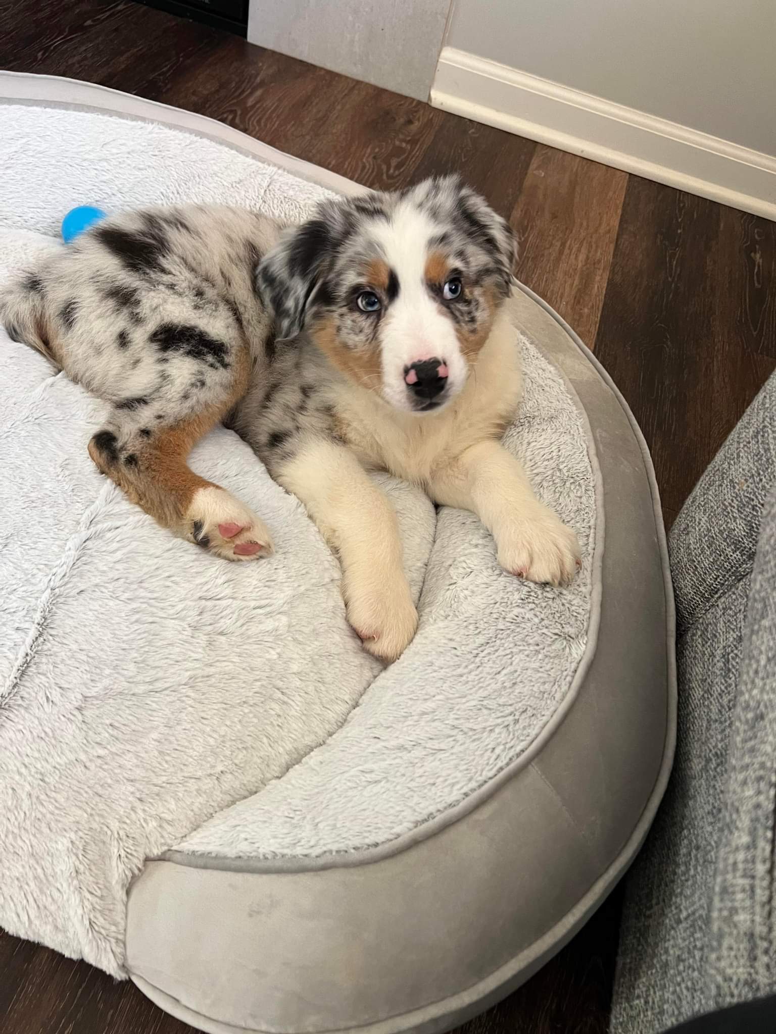 Australian shepherd puppies