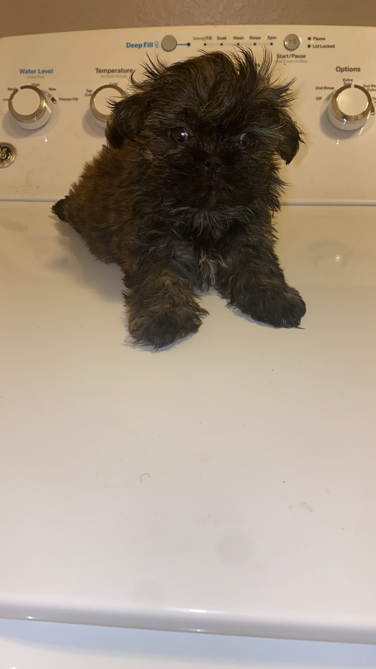 FULL BREED Shih Tzu’s