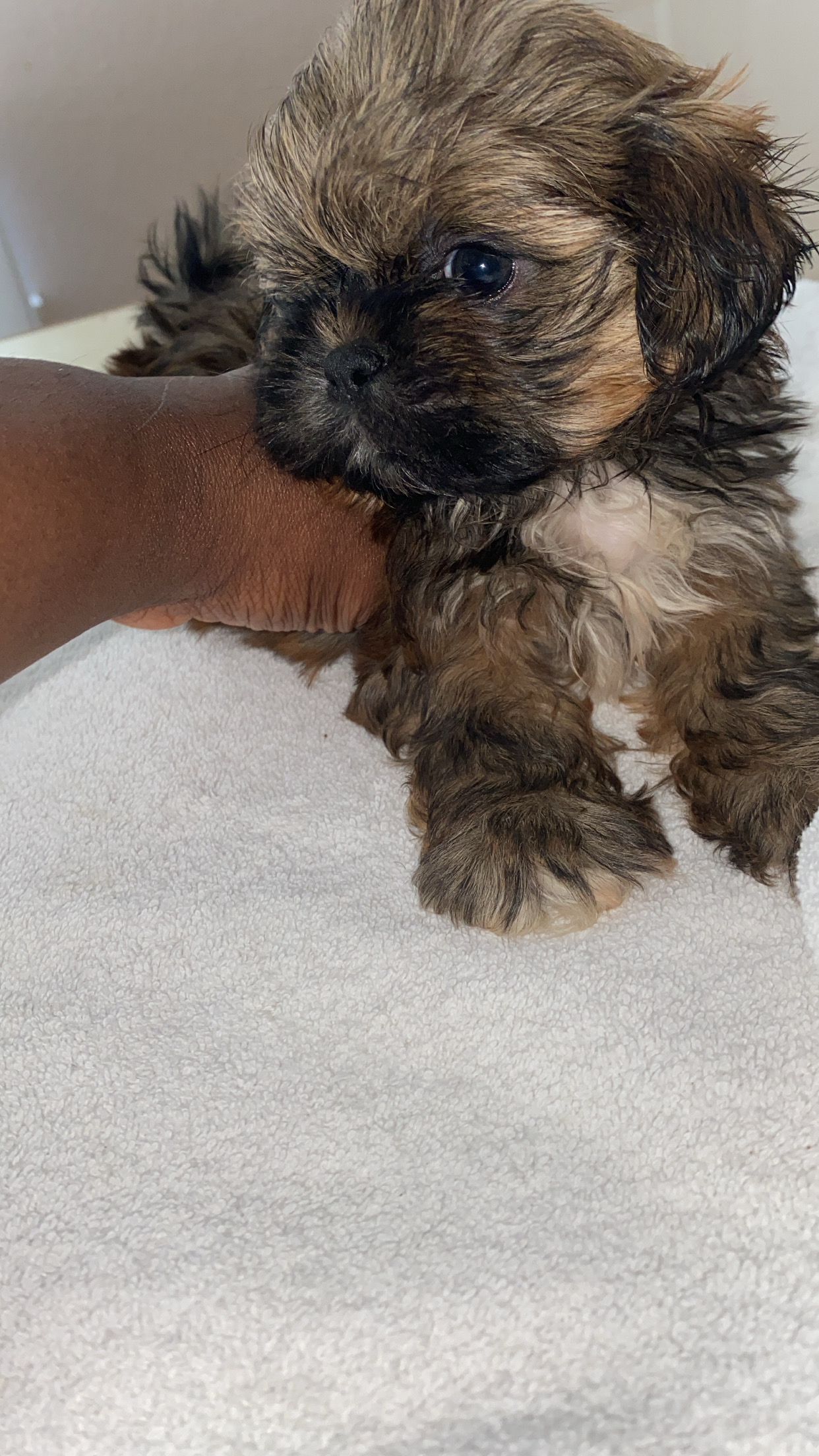 FULL BREED Shih Tzu’s