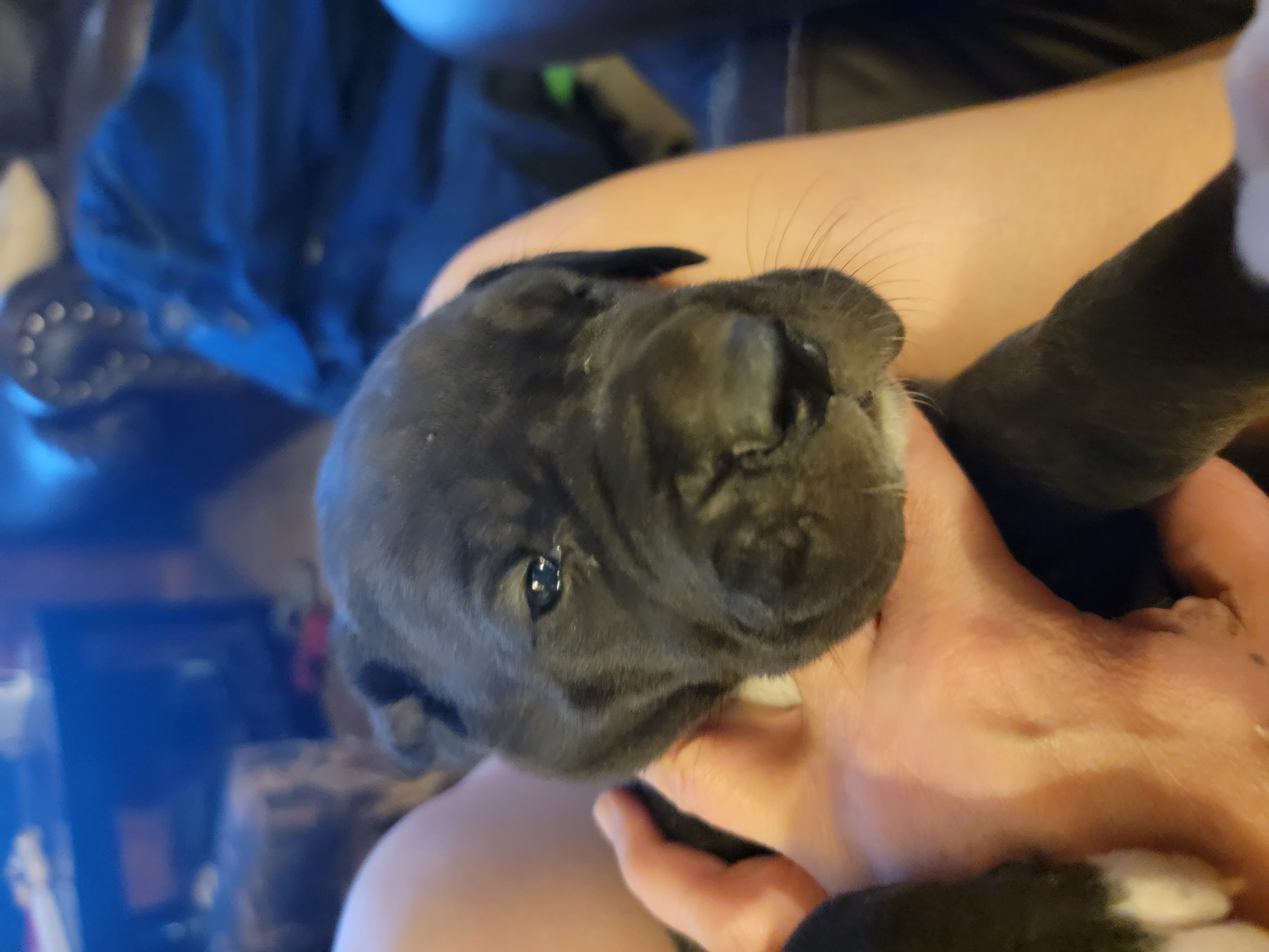Great Dane puppy