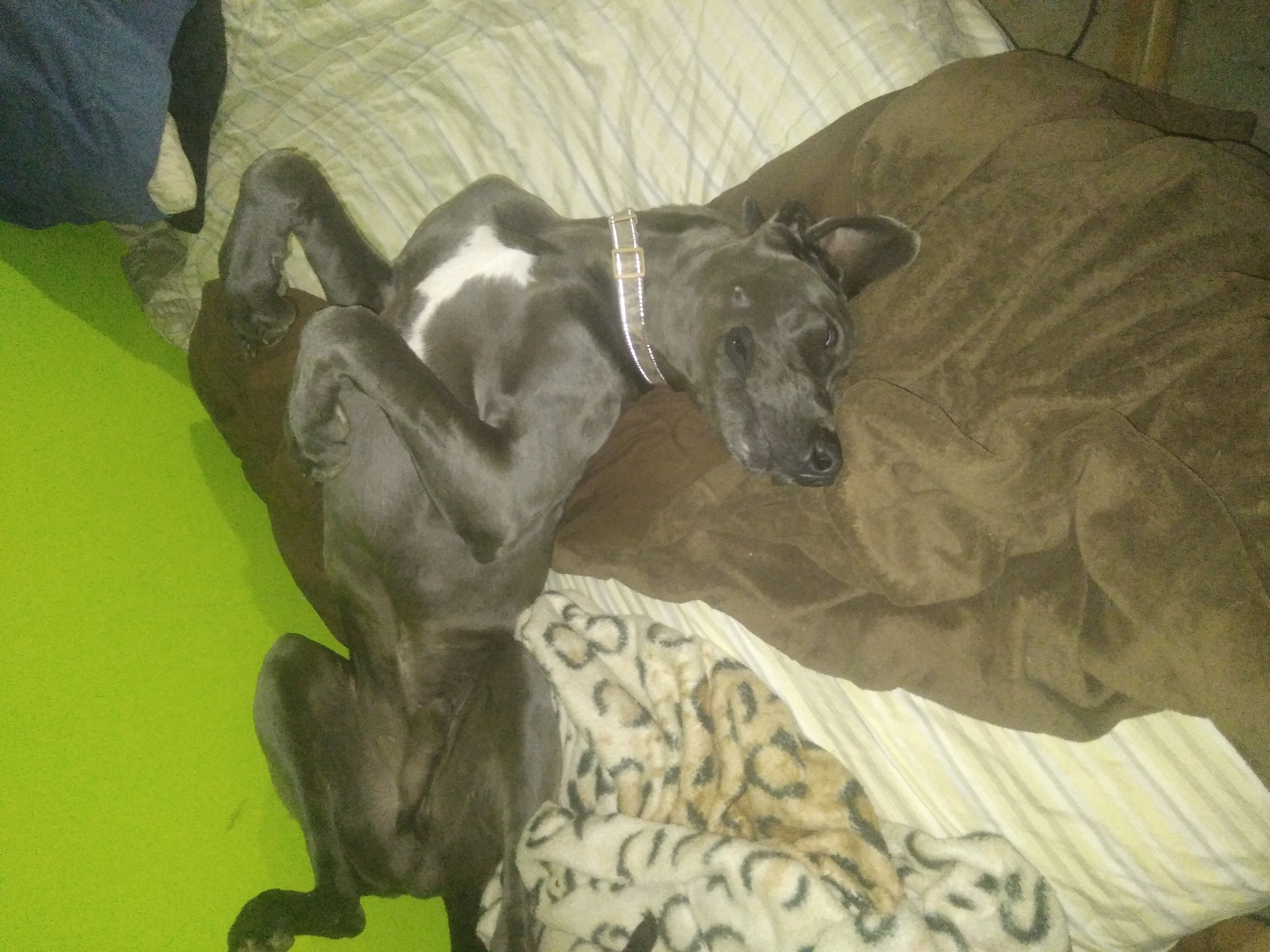 ZEUS Needs a good home