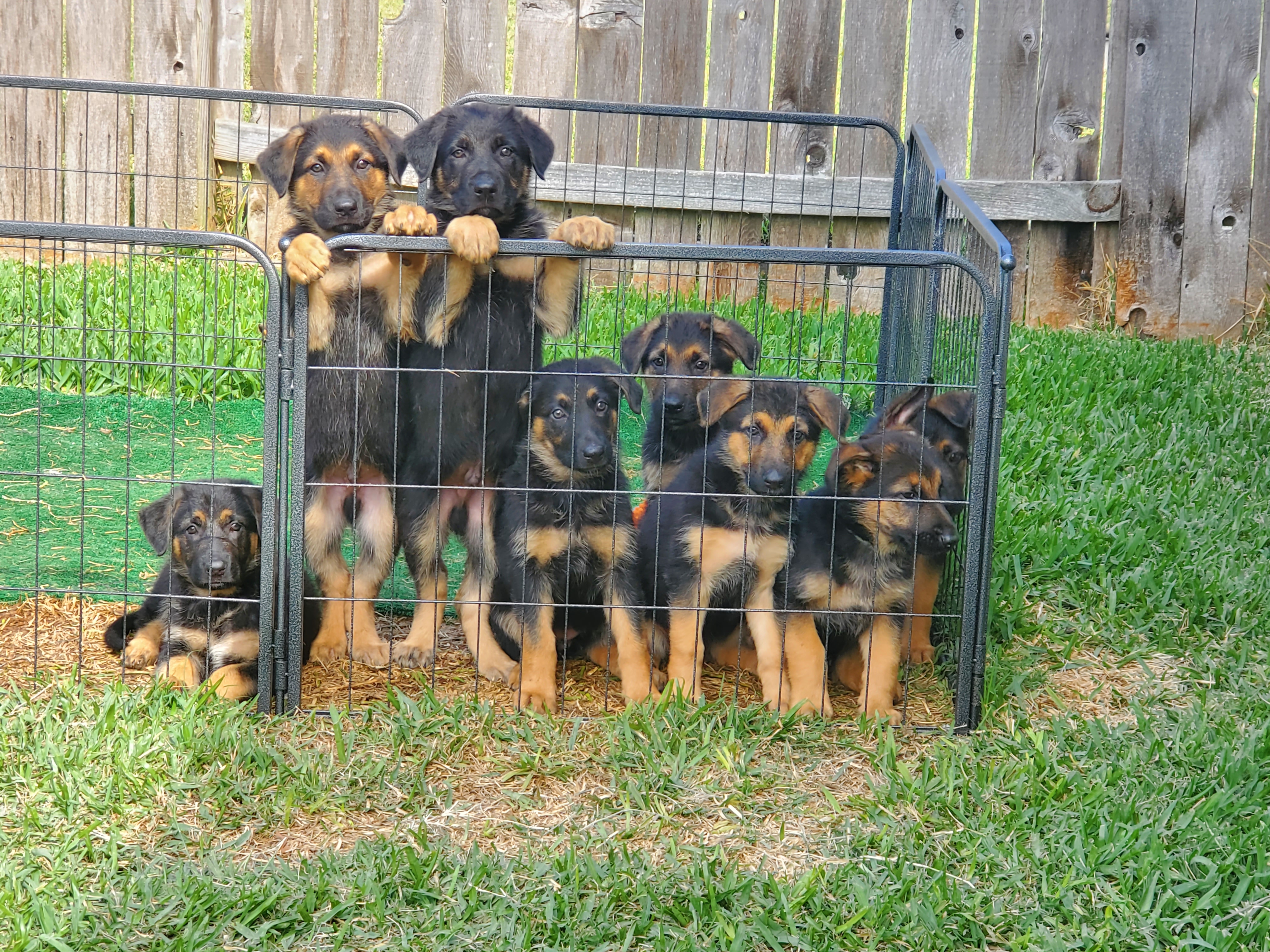 AKC German Shepherd Puppies