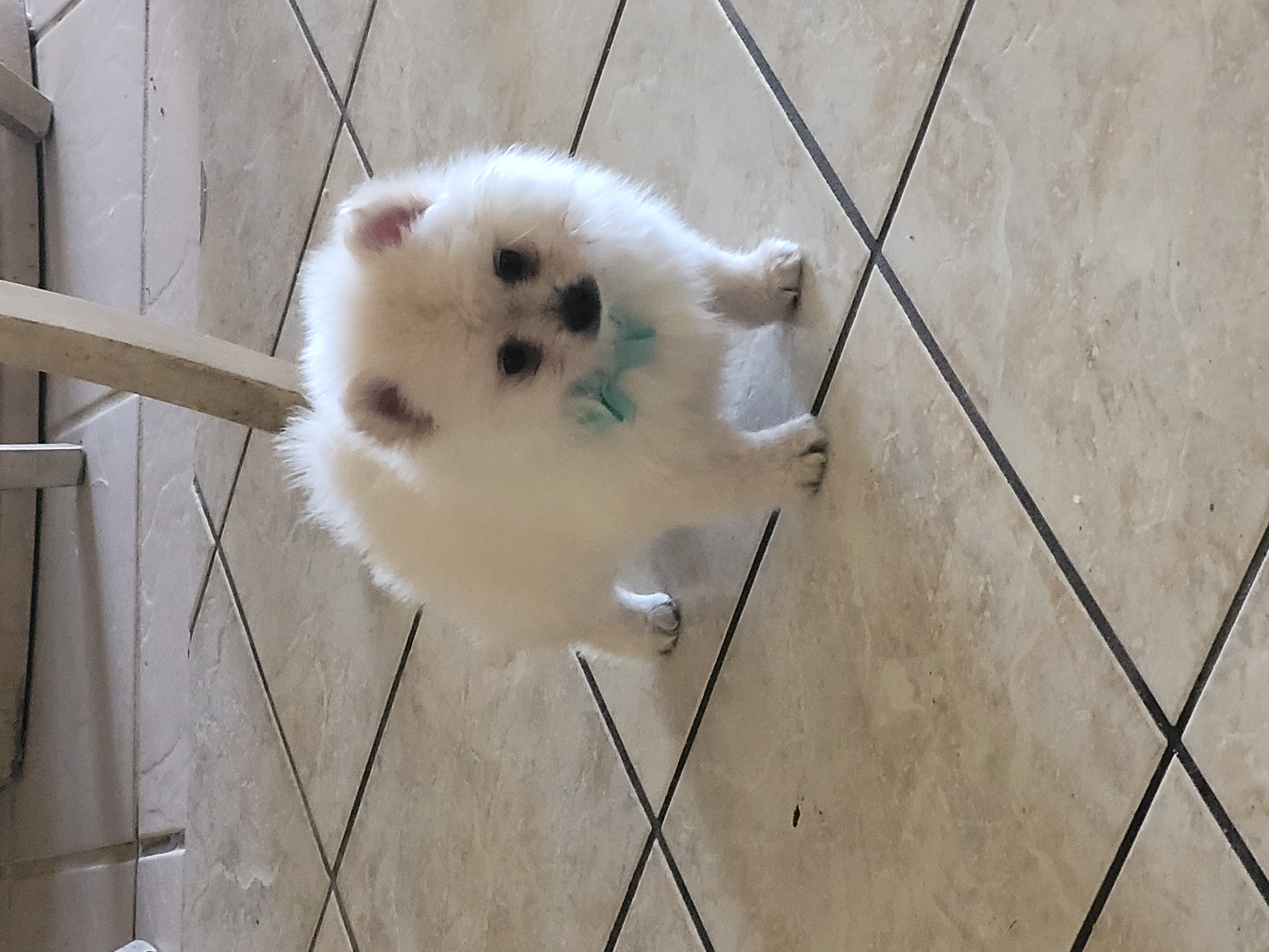 Pomeranian puppy
