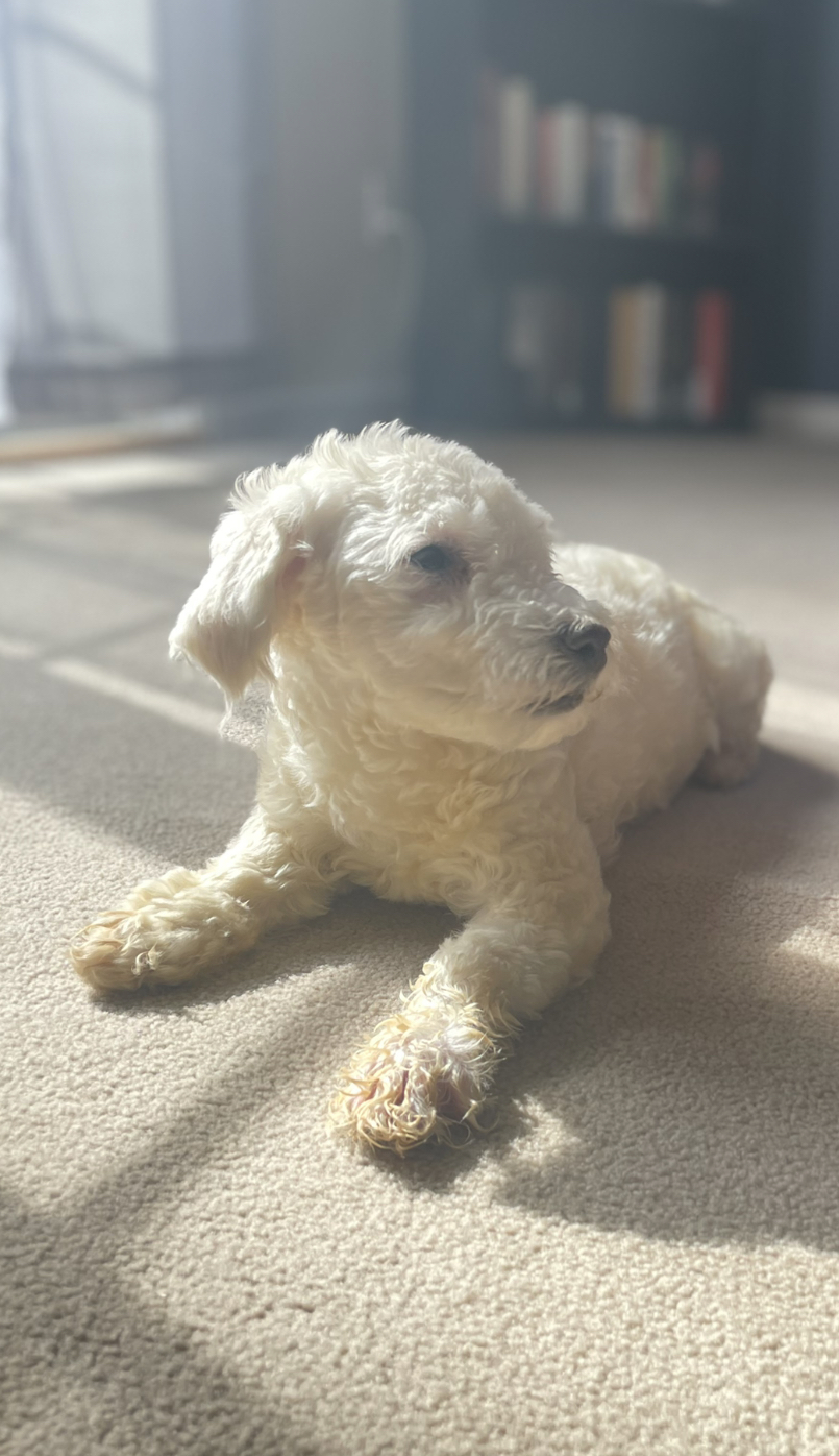 Cute, loving boy full bred bichon frise for sale!