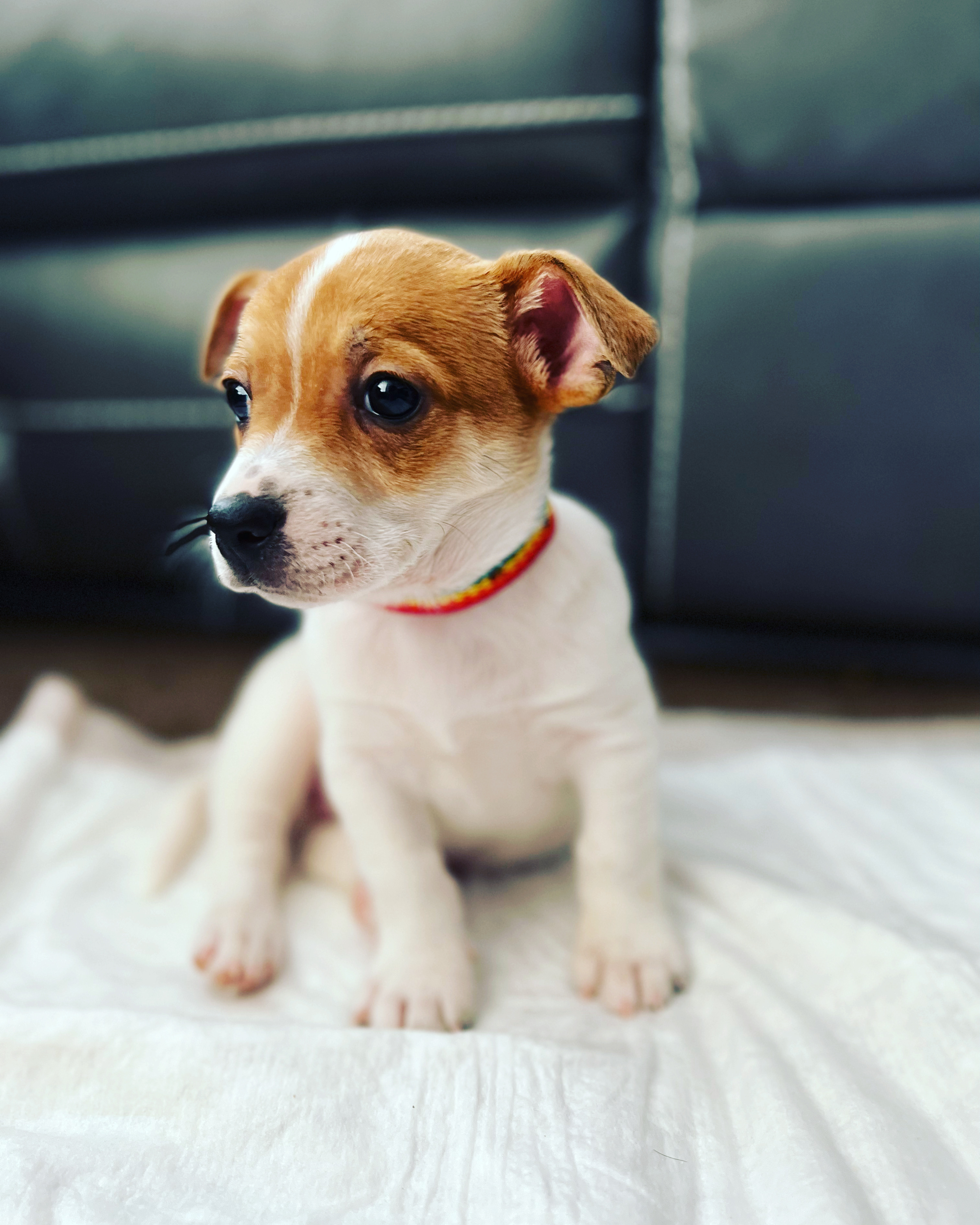 2 Month Puppy For Sale