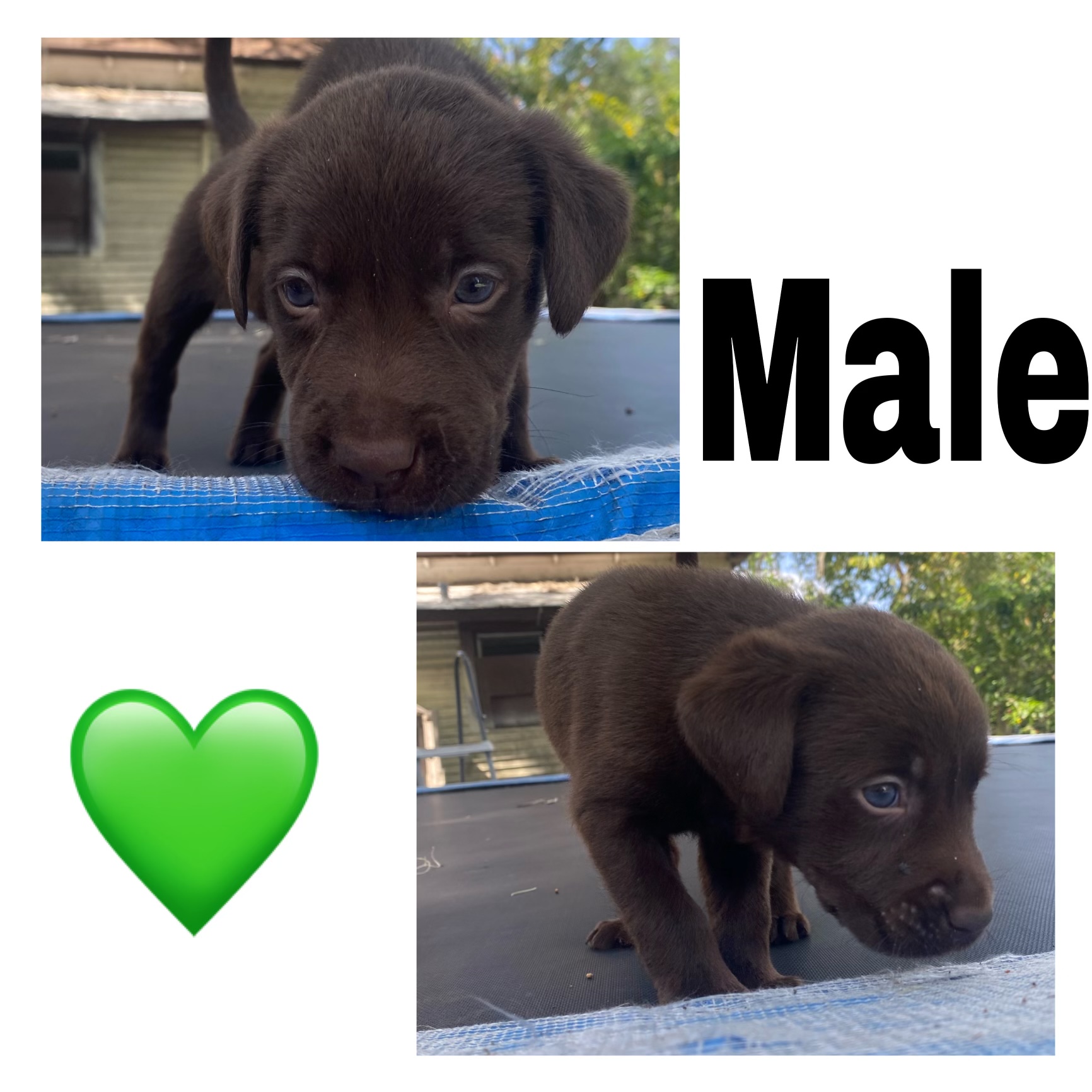 Lab puppys