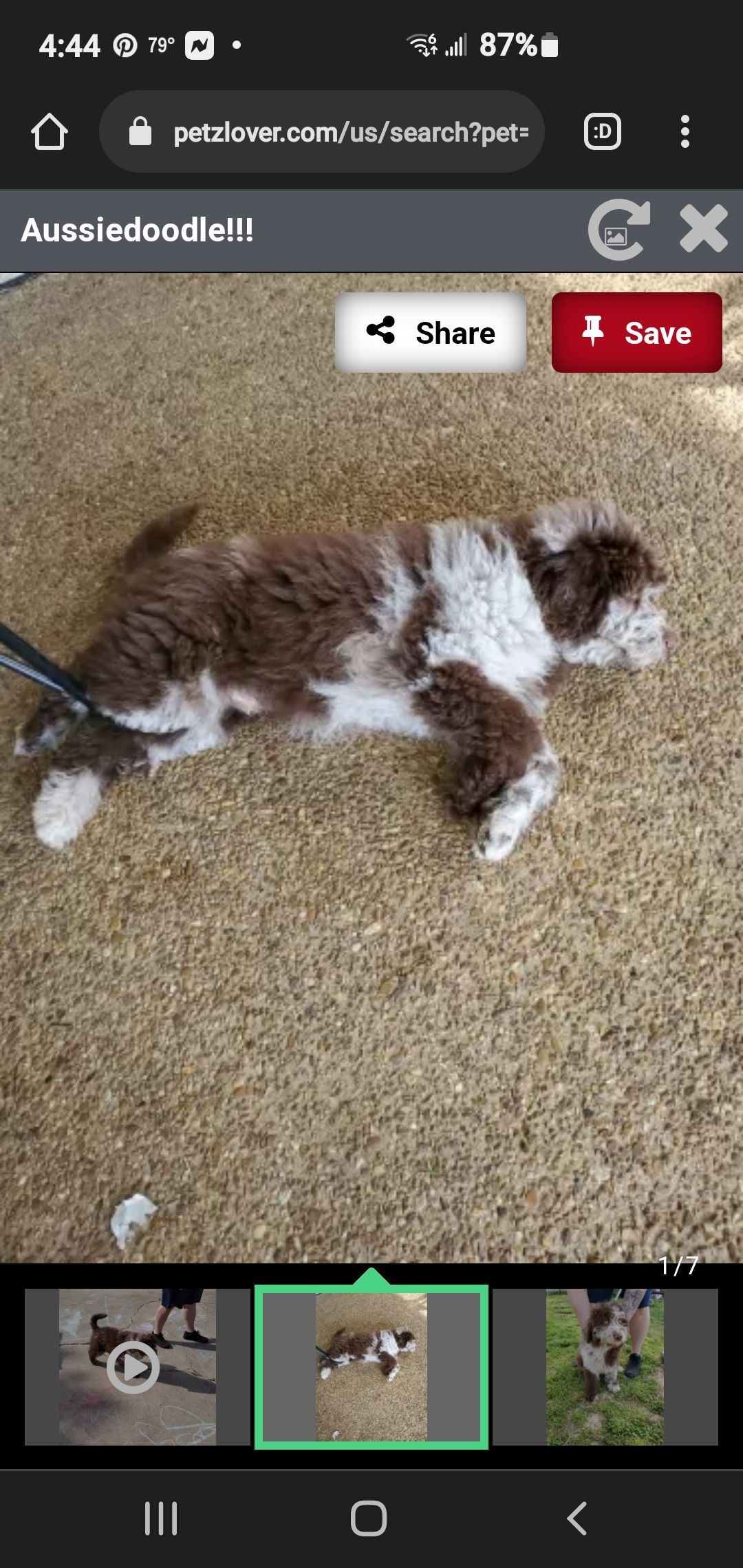 Aussiedoodle!!!