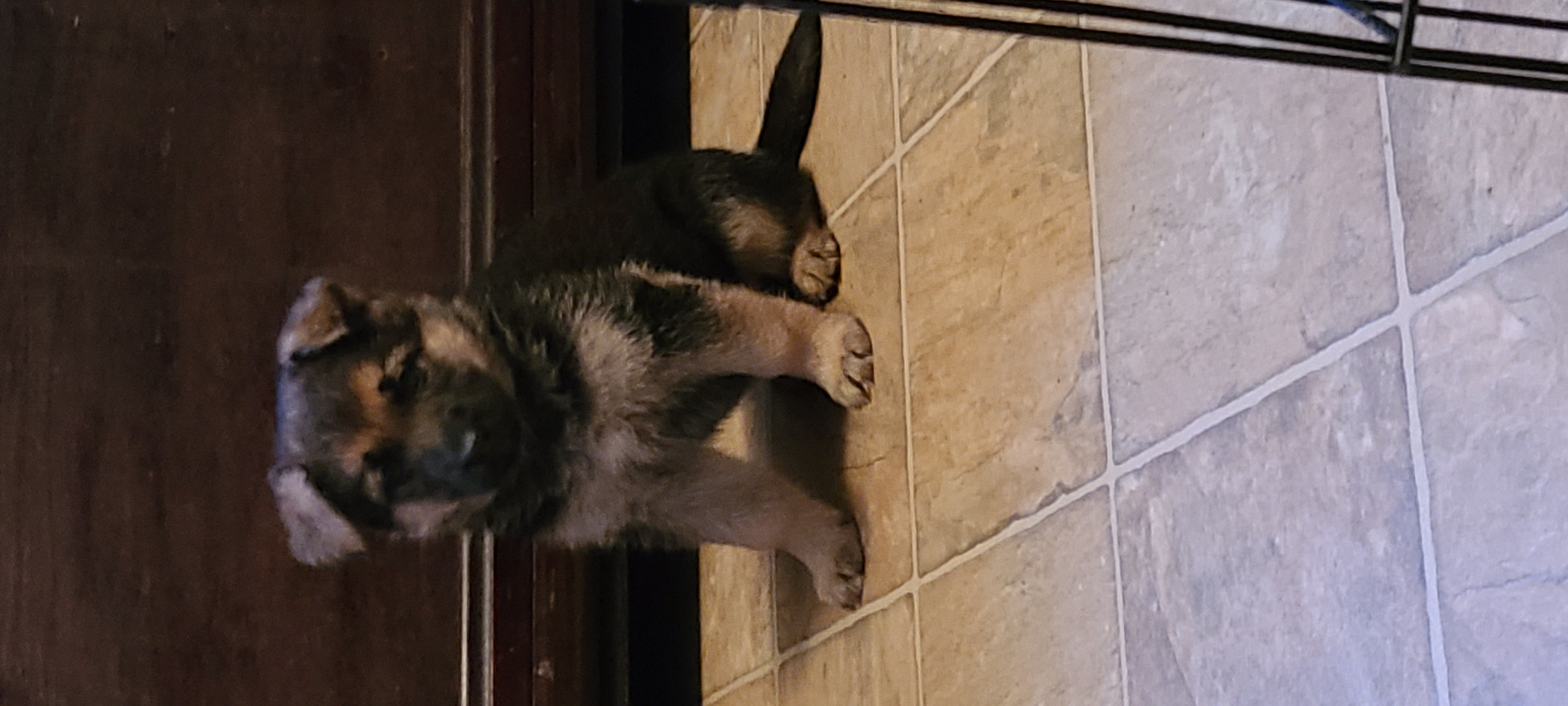 AKC GERMAN SHEPHERD