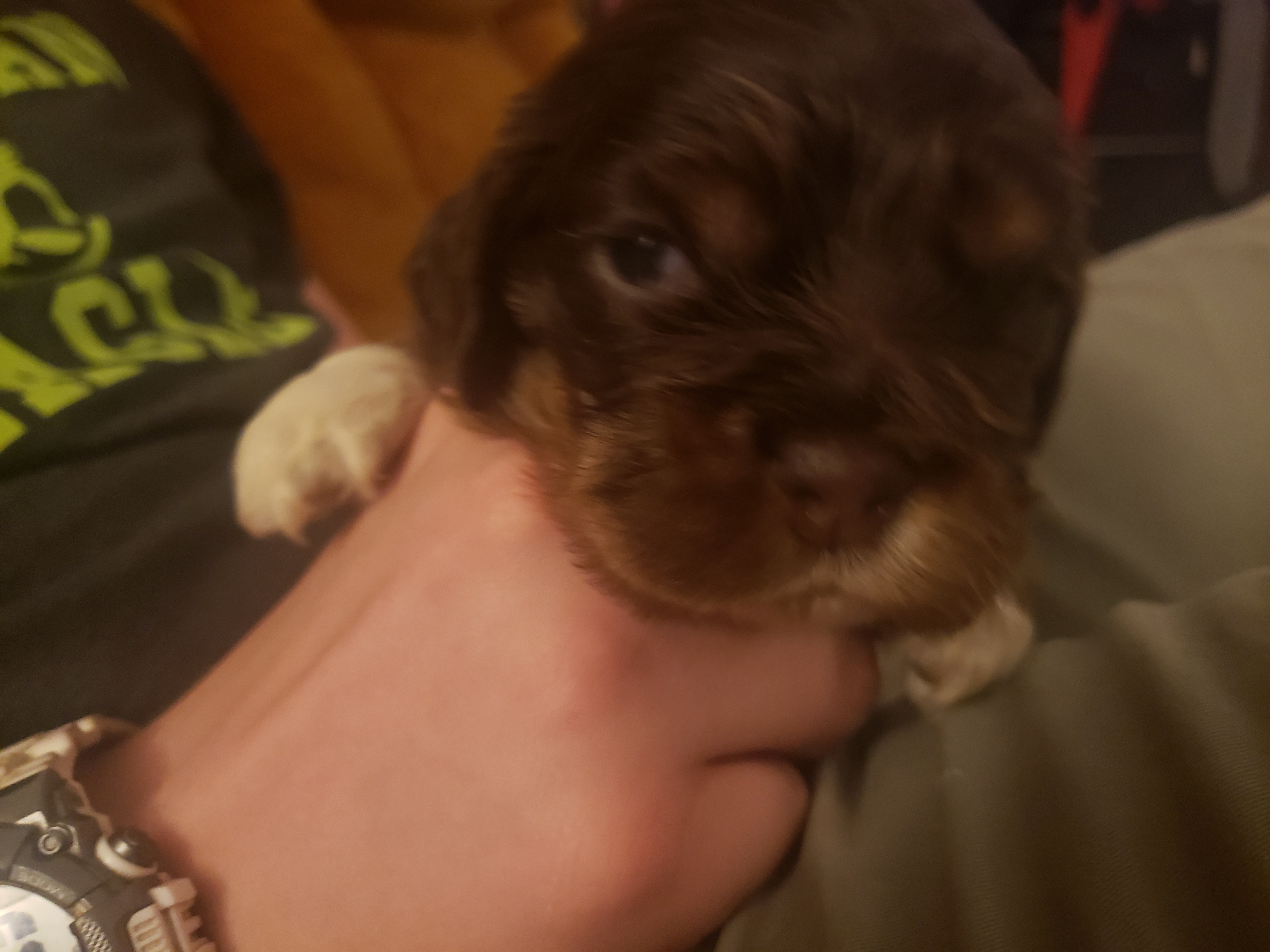 Puppies looking for forever home
