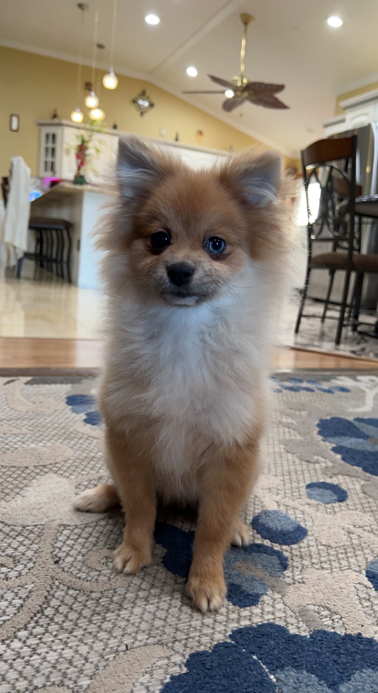 Panamanian puppy for sale