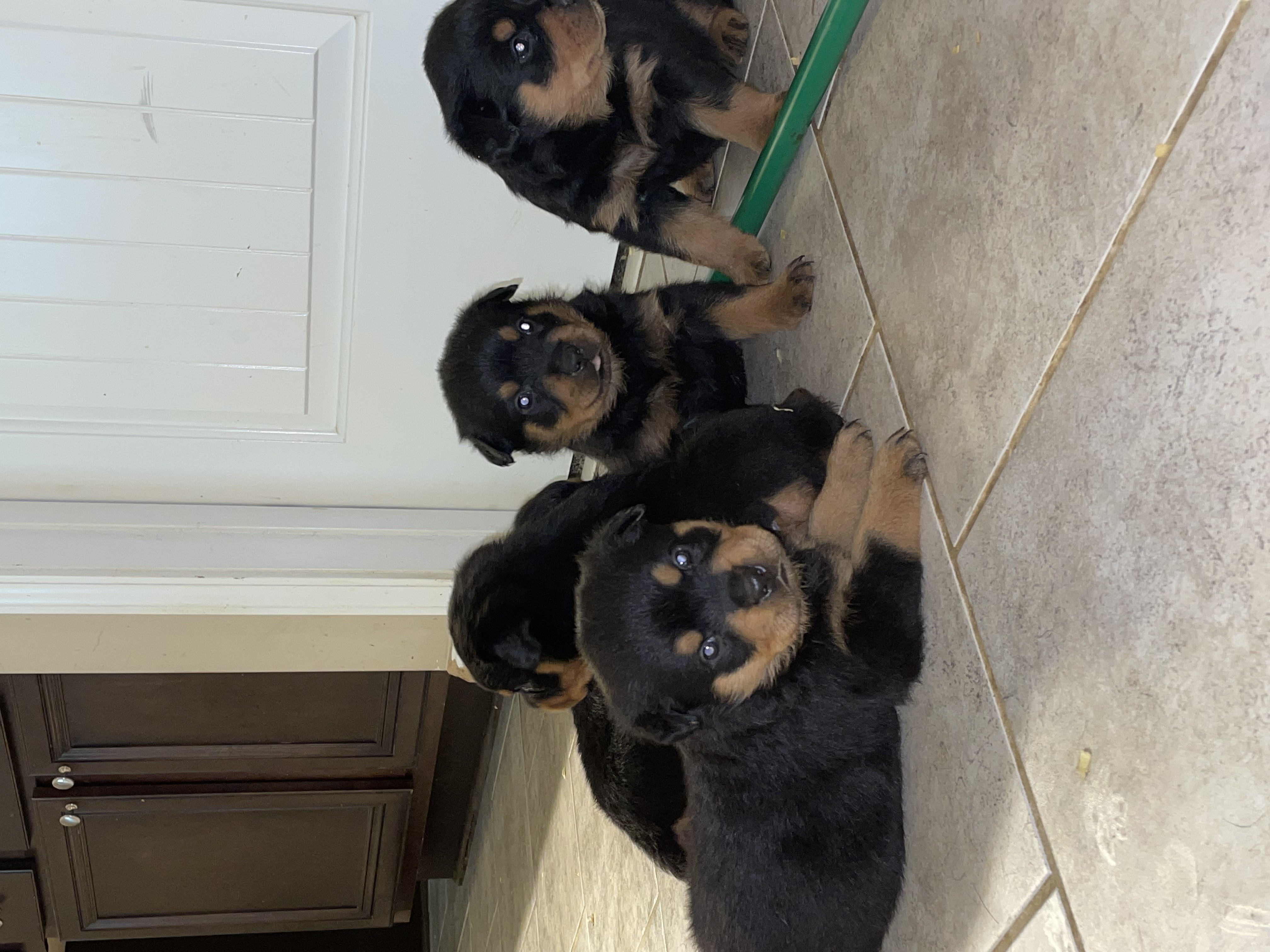 AKC Rottweiler Puppies
