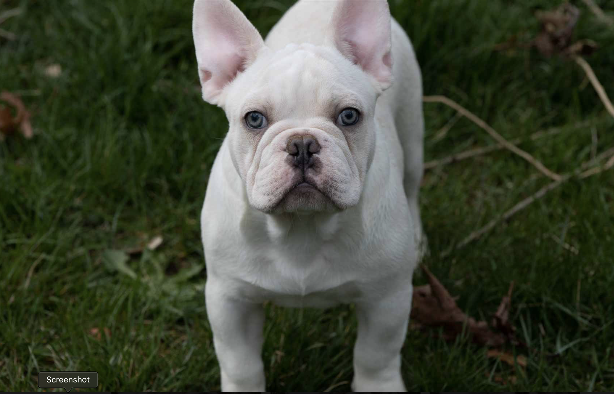 5 month UK bloodline platinum& cream boy