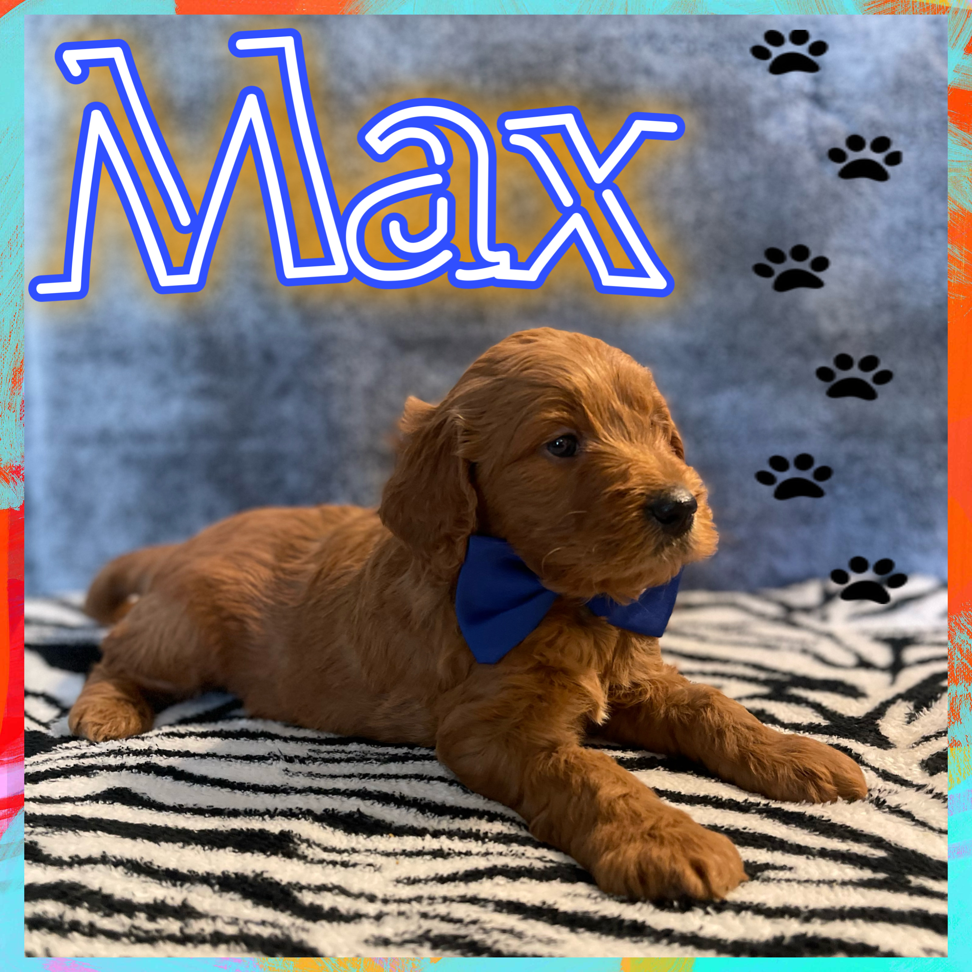 5 week F1 mini Goldendoodle