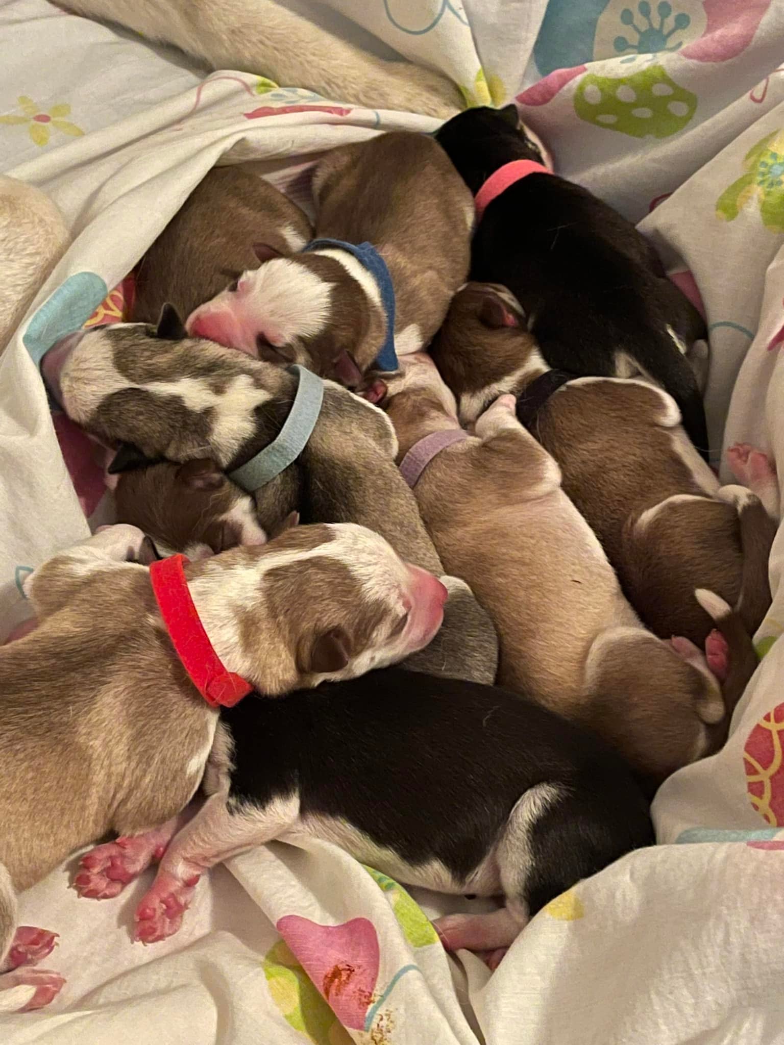 8 Siberian Husky Puppies