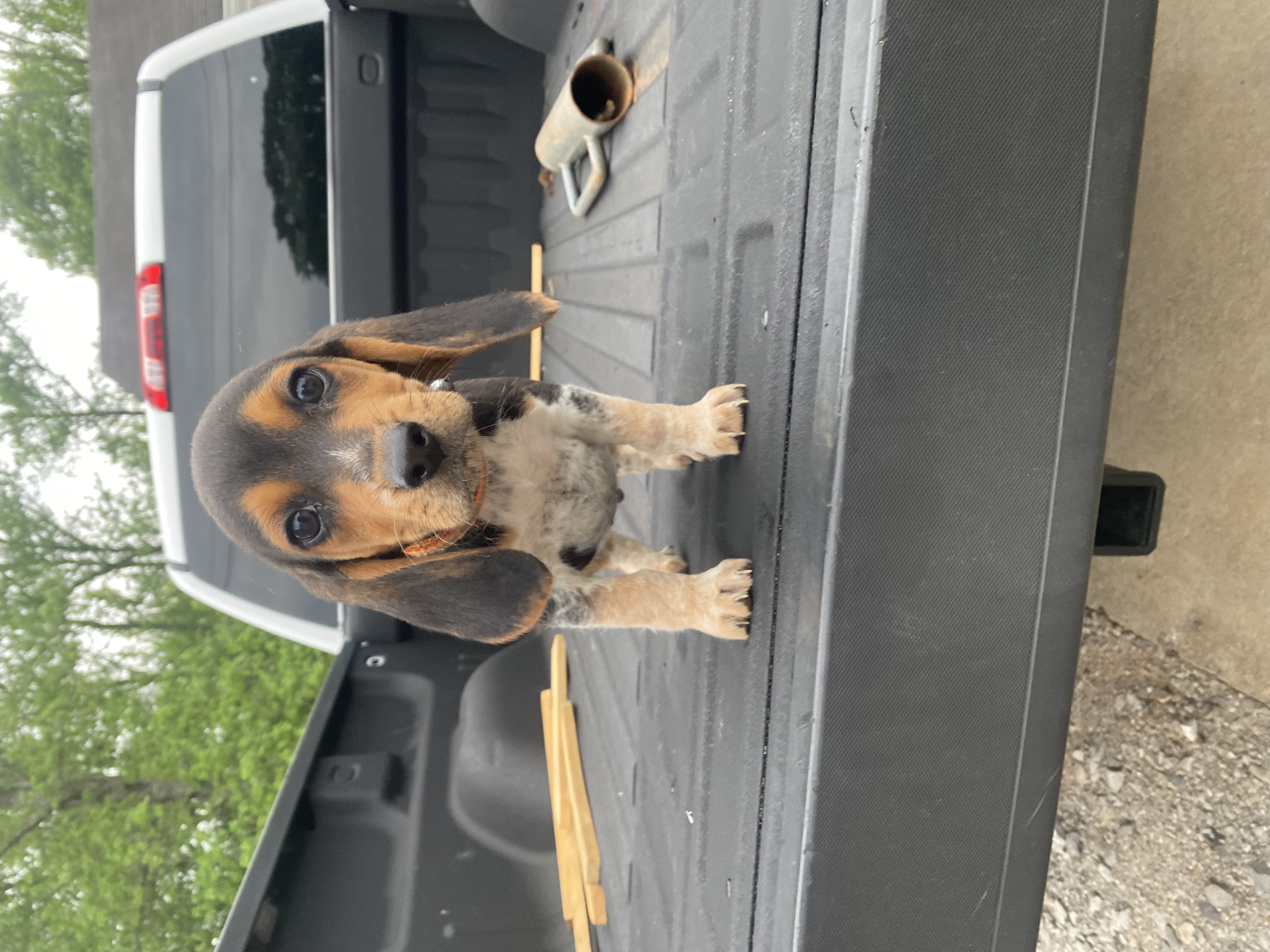 AKC Beagle Puppies