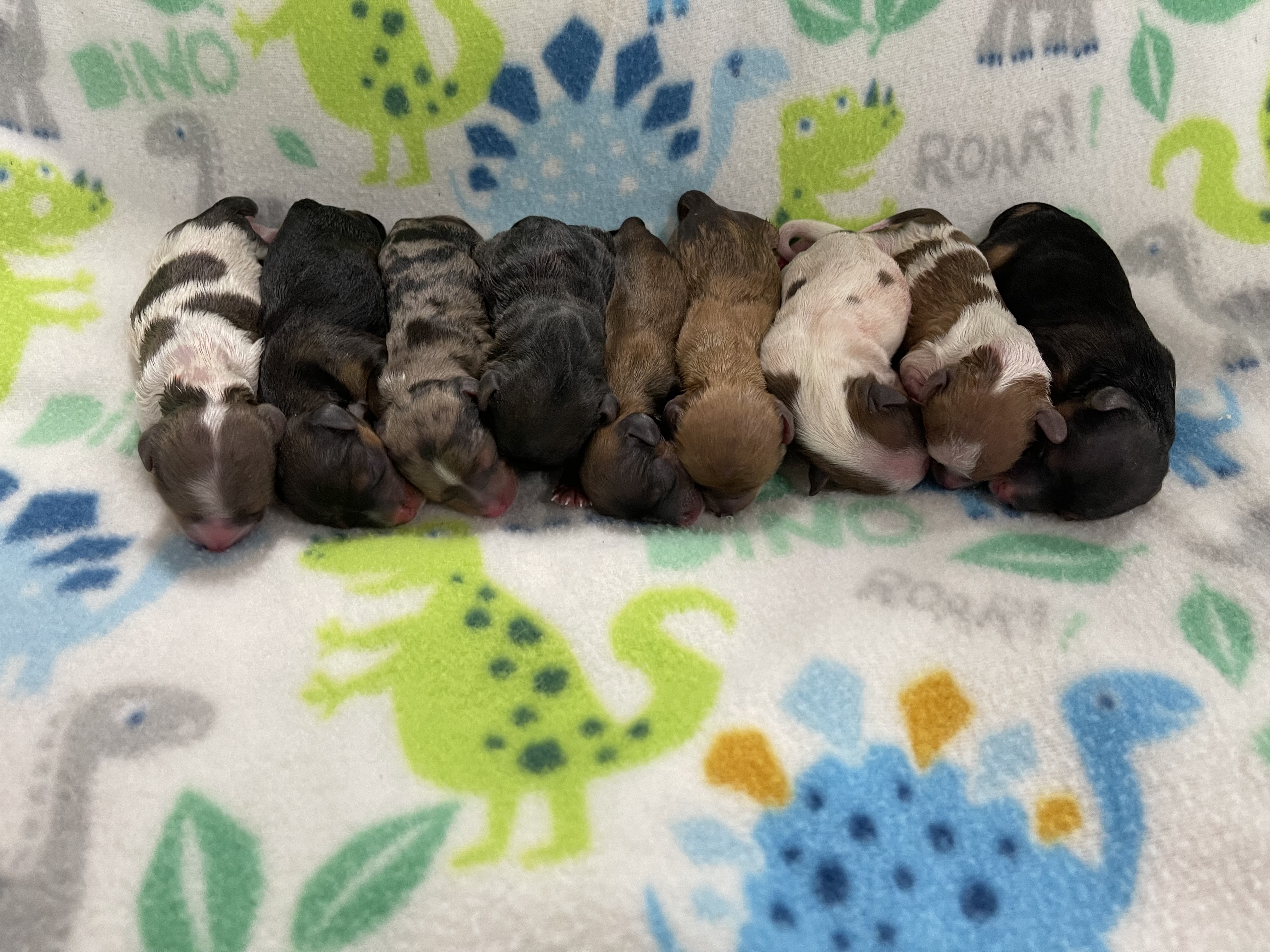 designer teacup chocolate ???? merle & parti yorkies