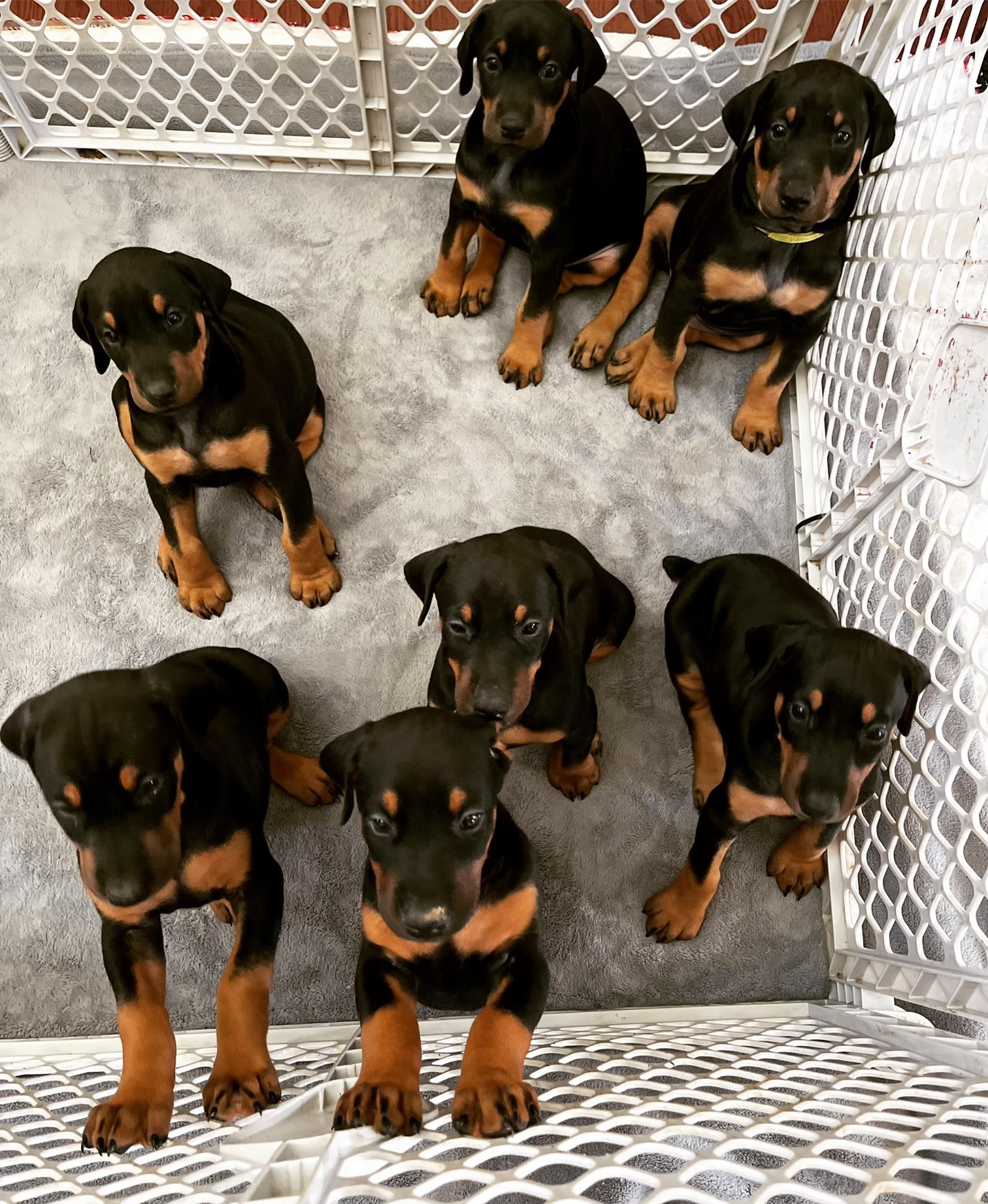 Loyal Loving and Protective Doberman Puppies