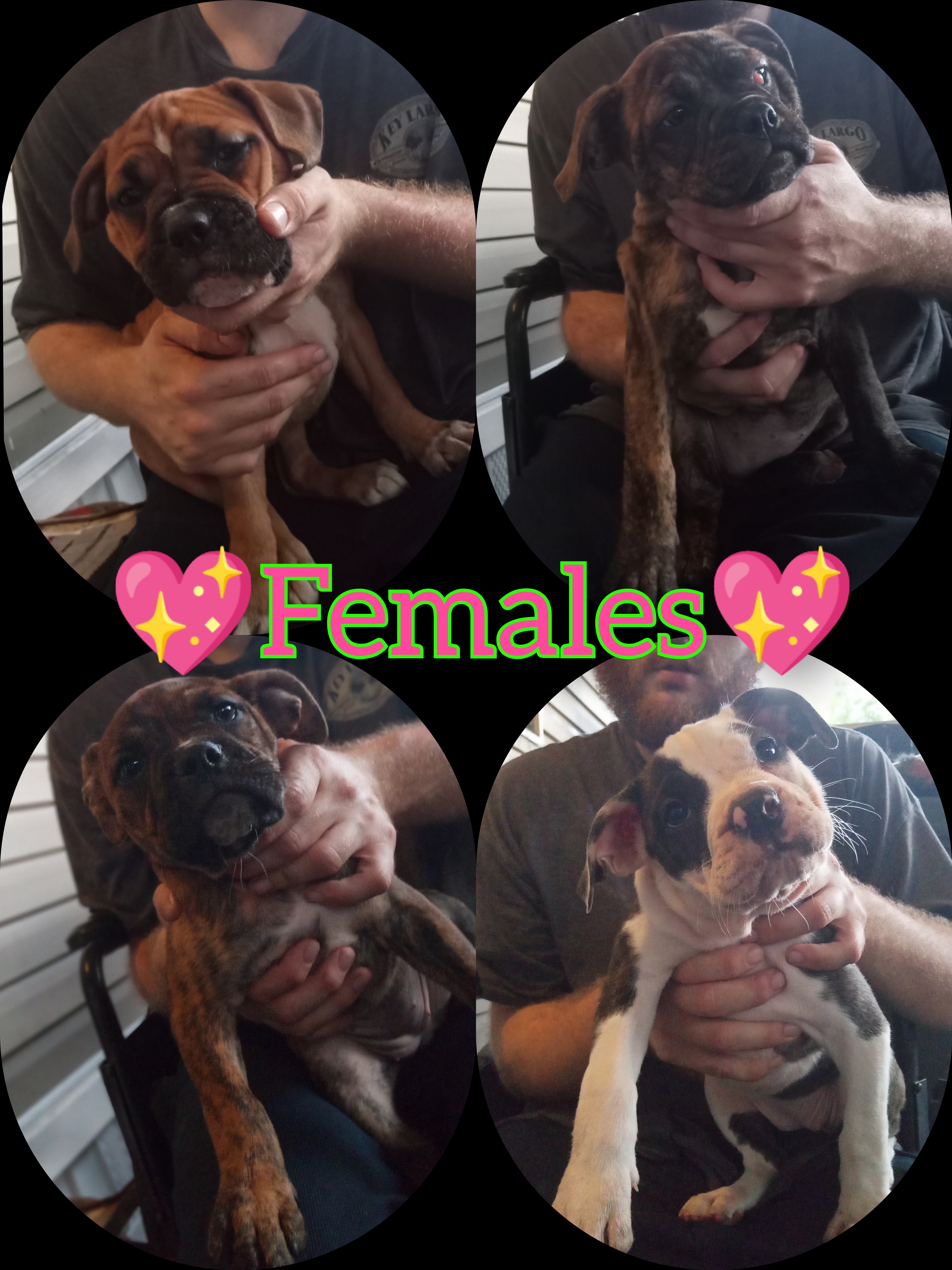 7 Healthy Puppies