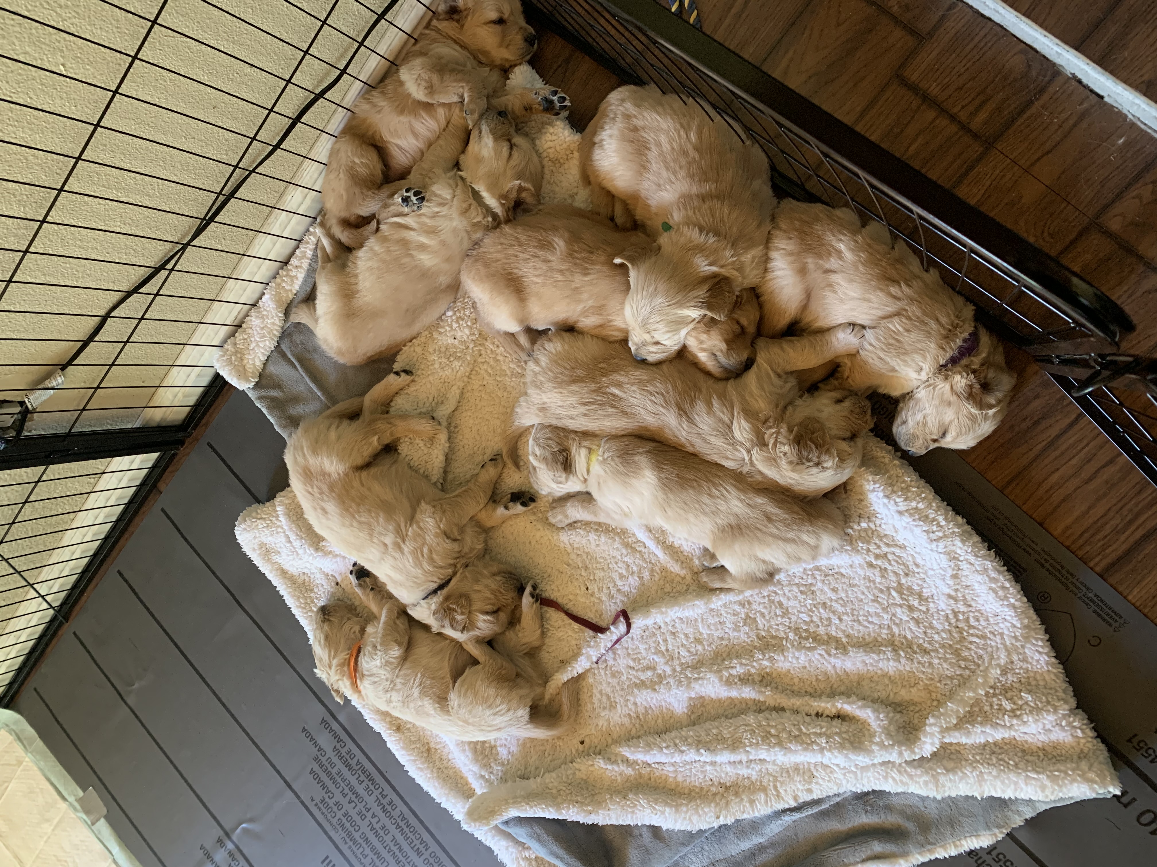 Golden Retriever Puppies for Rehoming