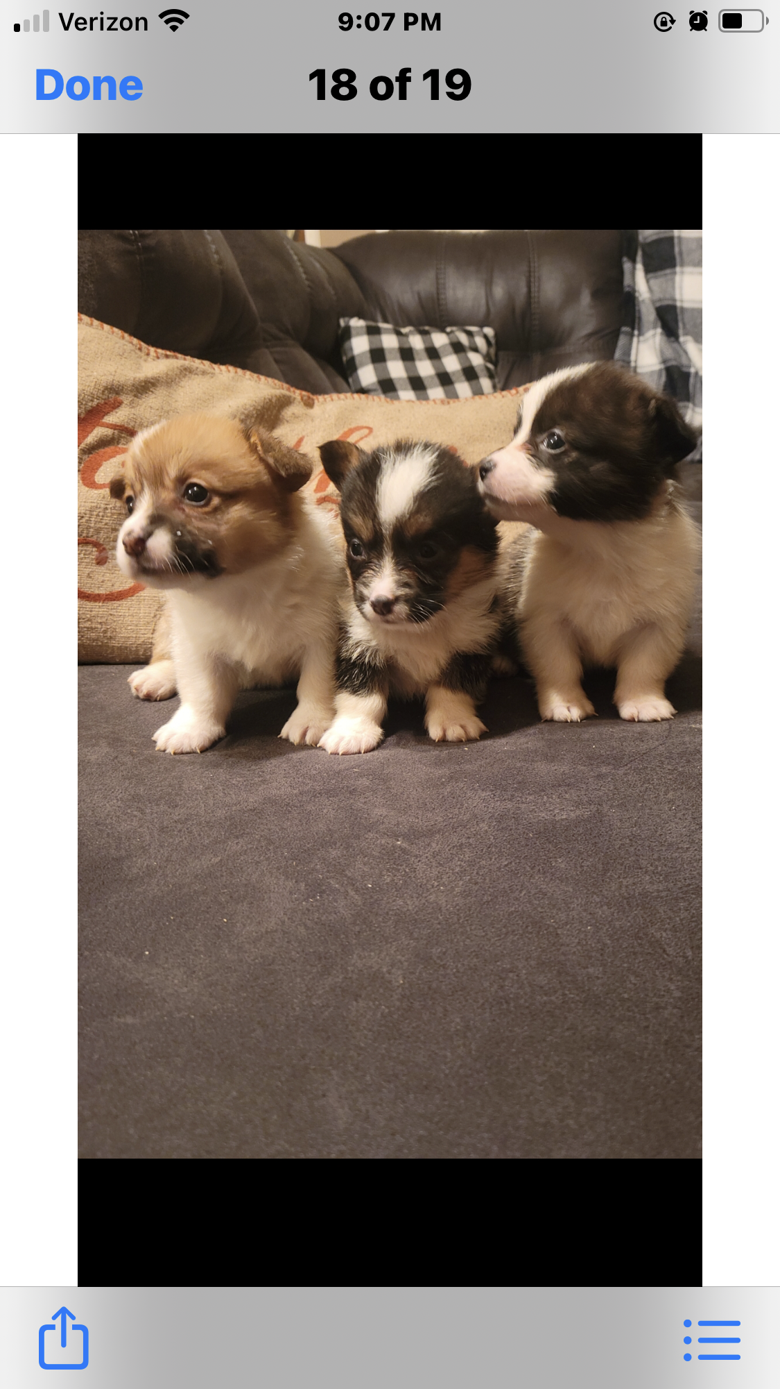 Registered Pembroke Welch Corgi Pups