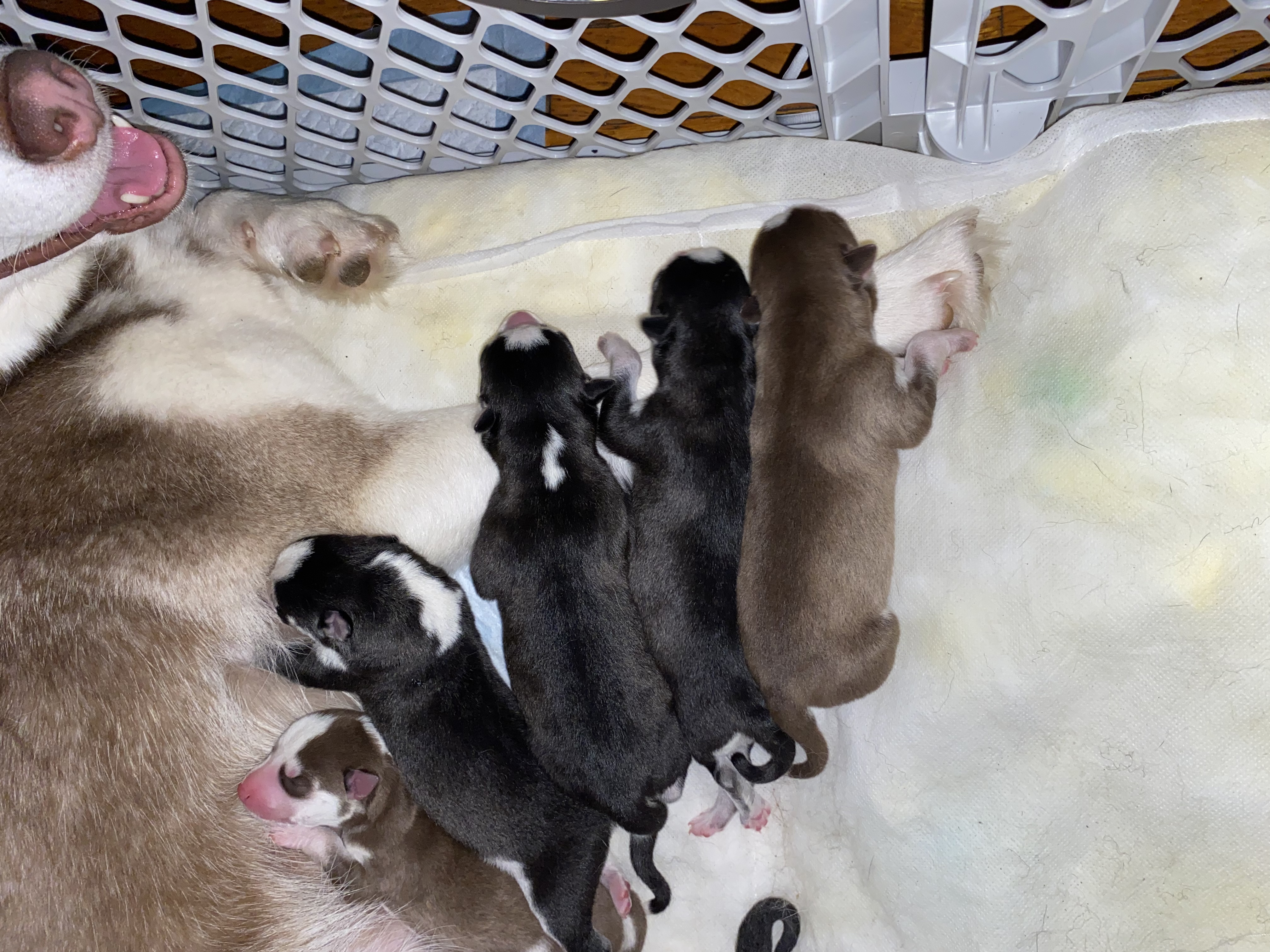 Newborn huskies pure breed