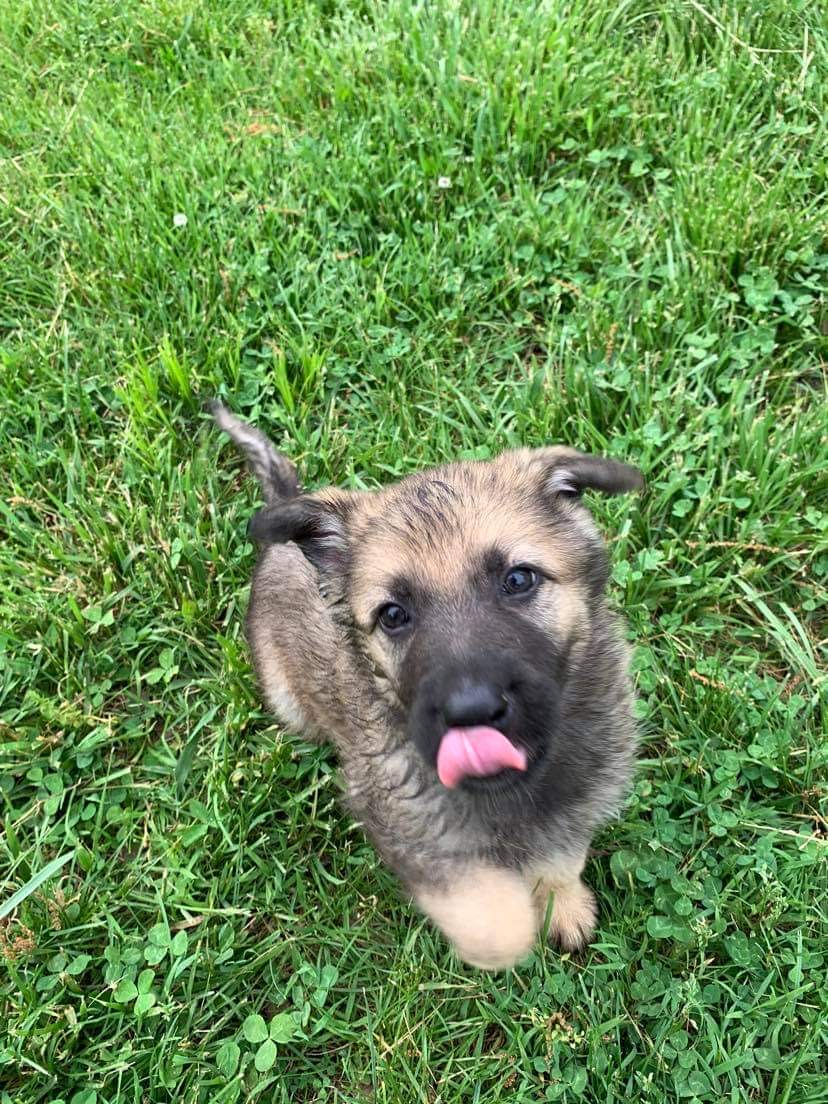 AKC German Shepherd Puppies