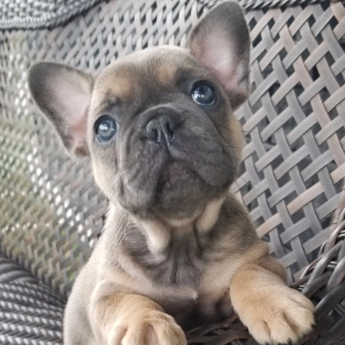 Adorable French Bulldog