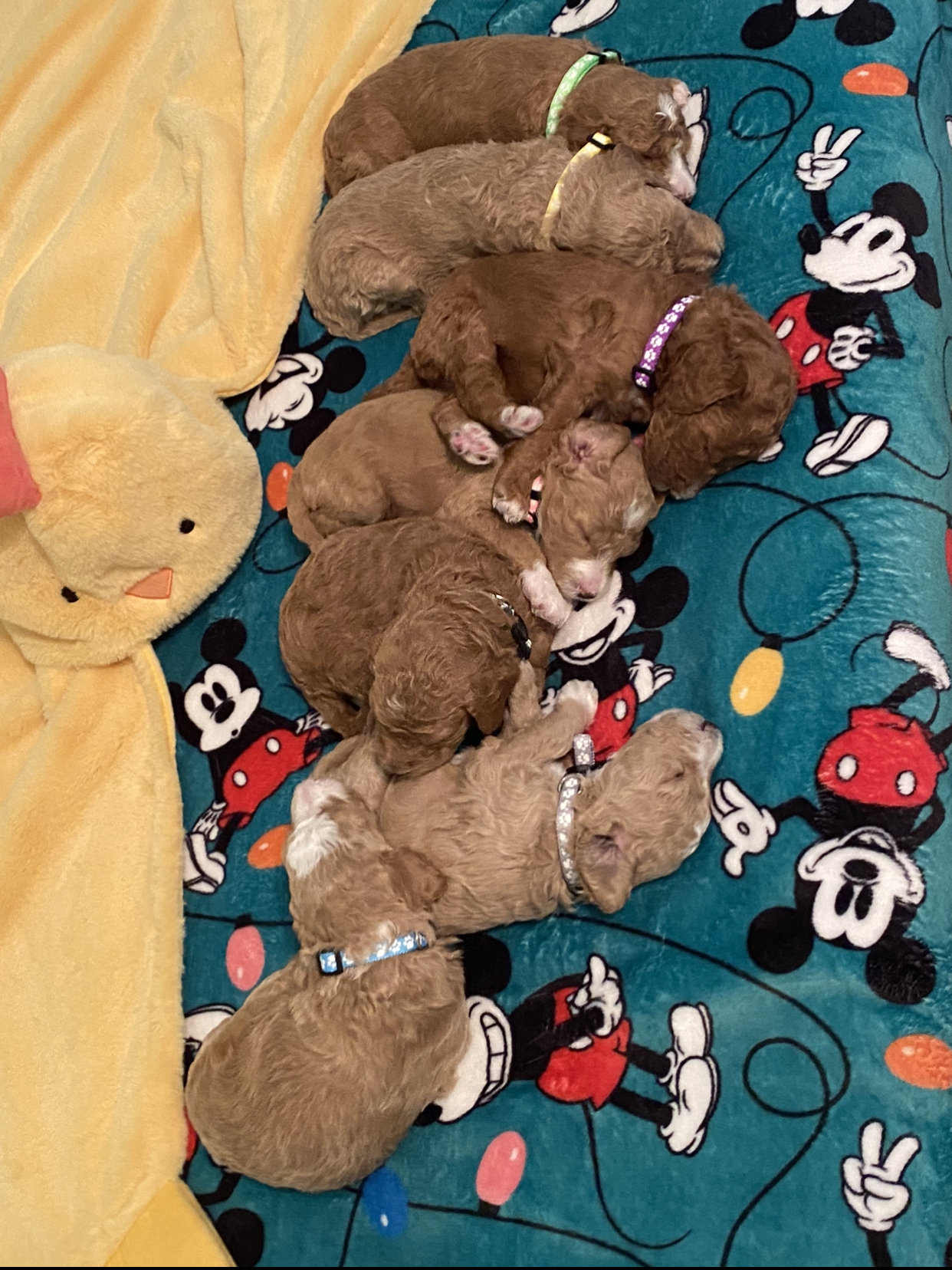 Standard Poodles ready 6/20