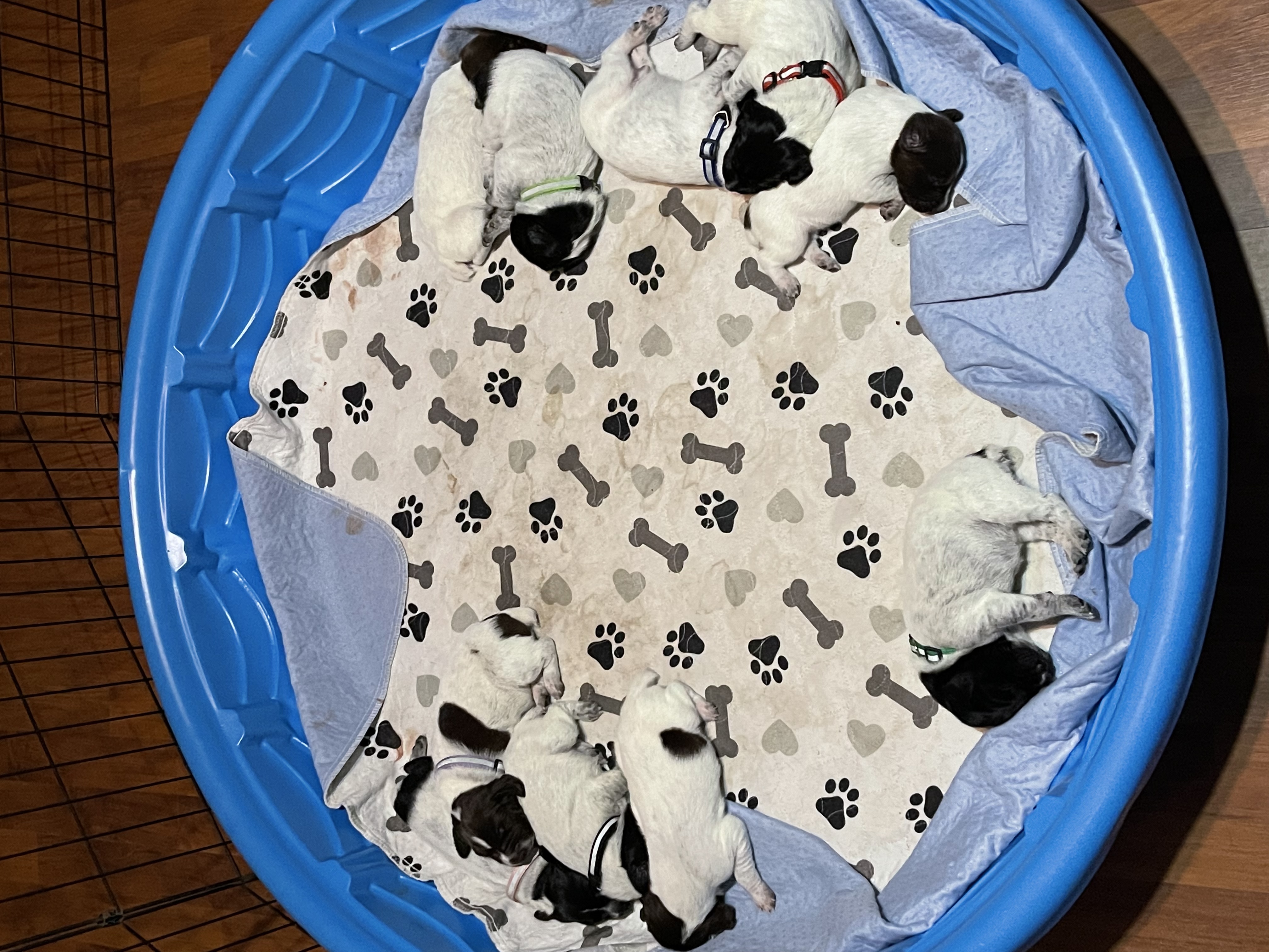 AKC registered GSP Puppies available June