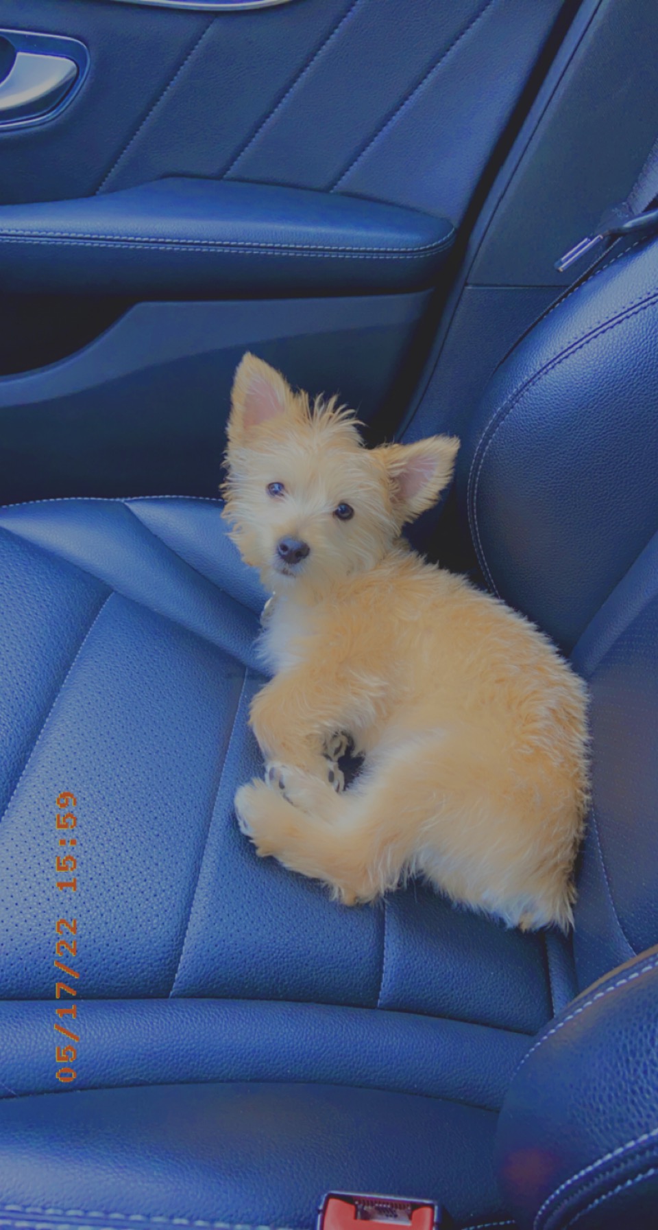Morkie Puppy for Sale