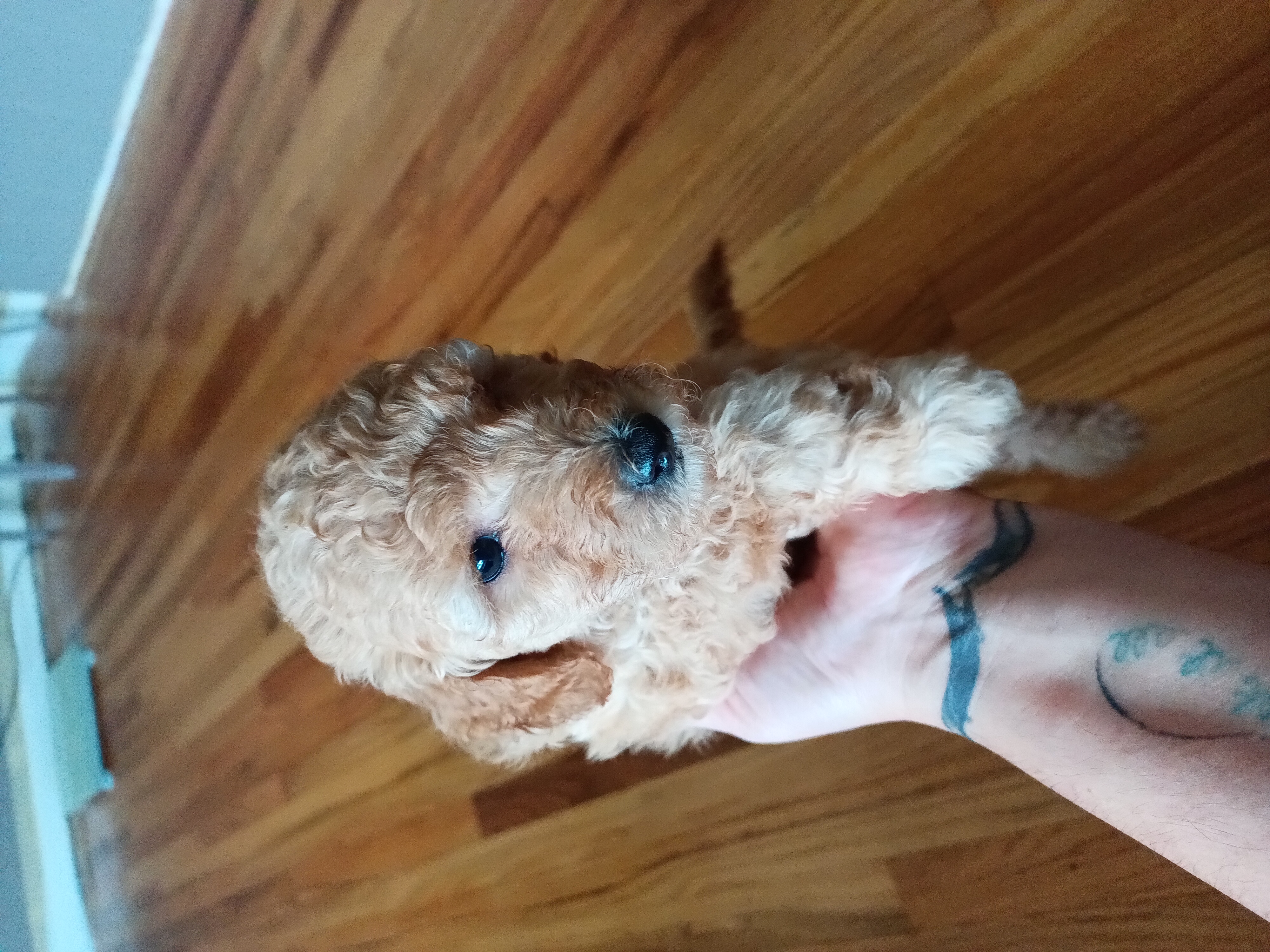 Miniature poodle puppies