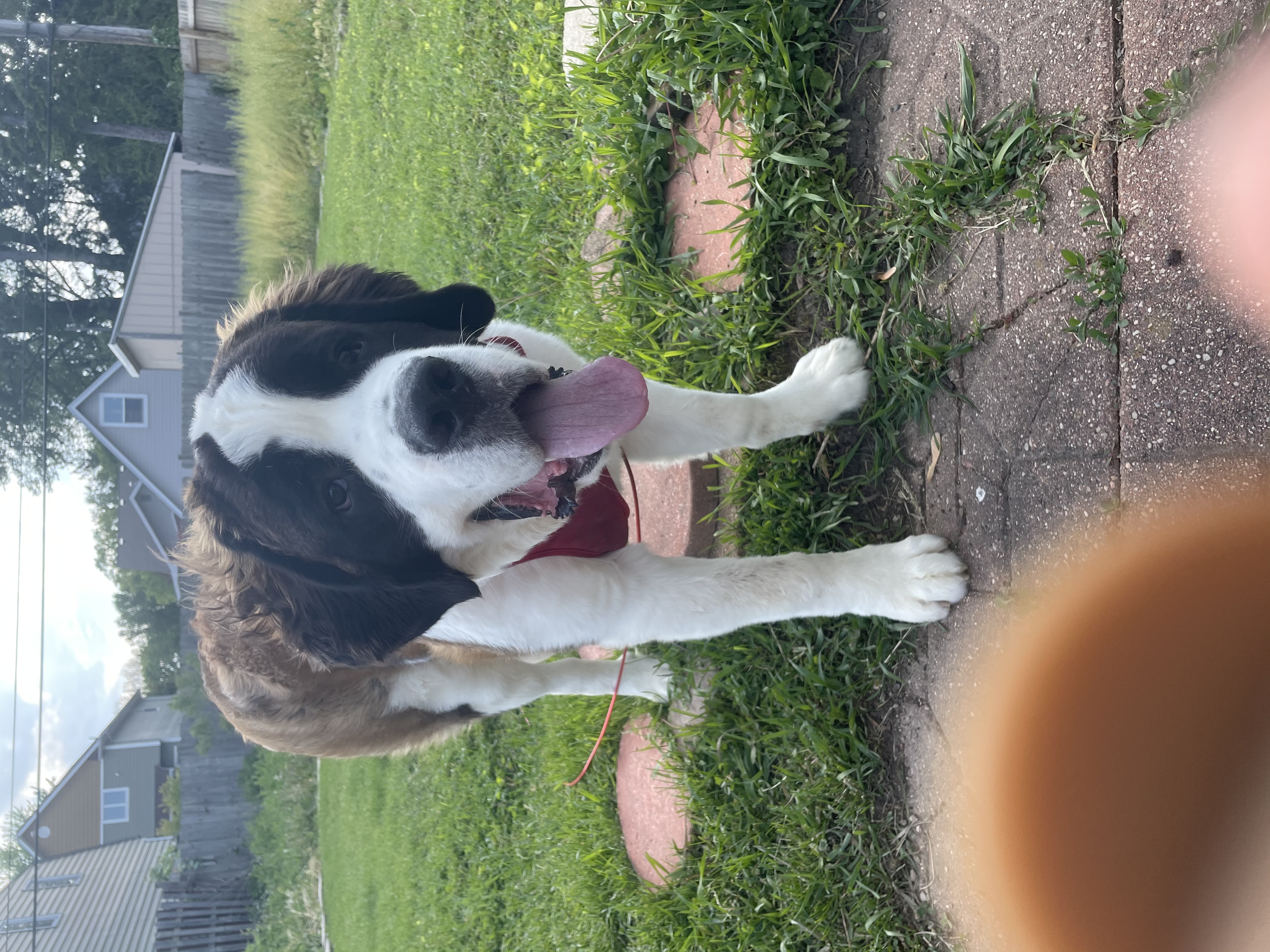 Saint Bernard