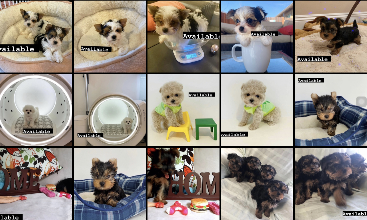 Beautiful Yorkies available ???? Puppies will come with there first shot vaccinations, and be dewormed along with there vet certification they are ready to go to there forever home now Health guaranteed and Potty trained Yorkie pups looking for a new home