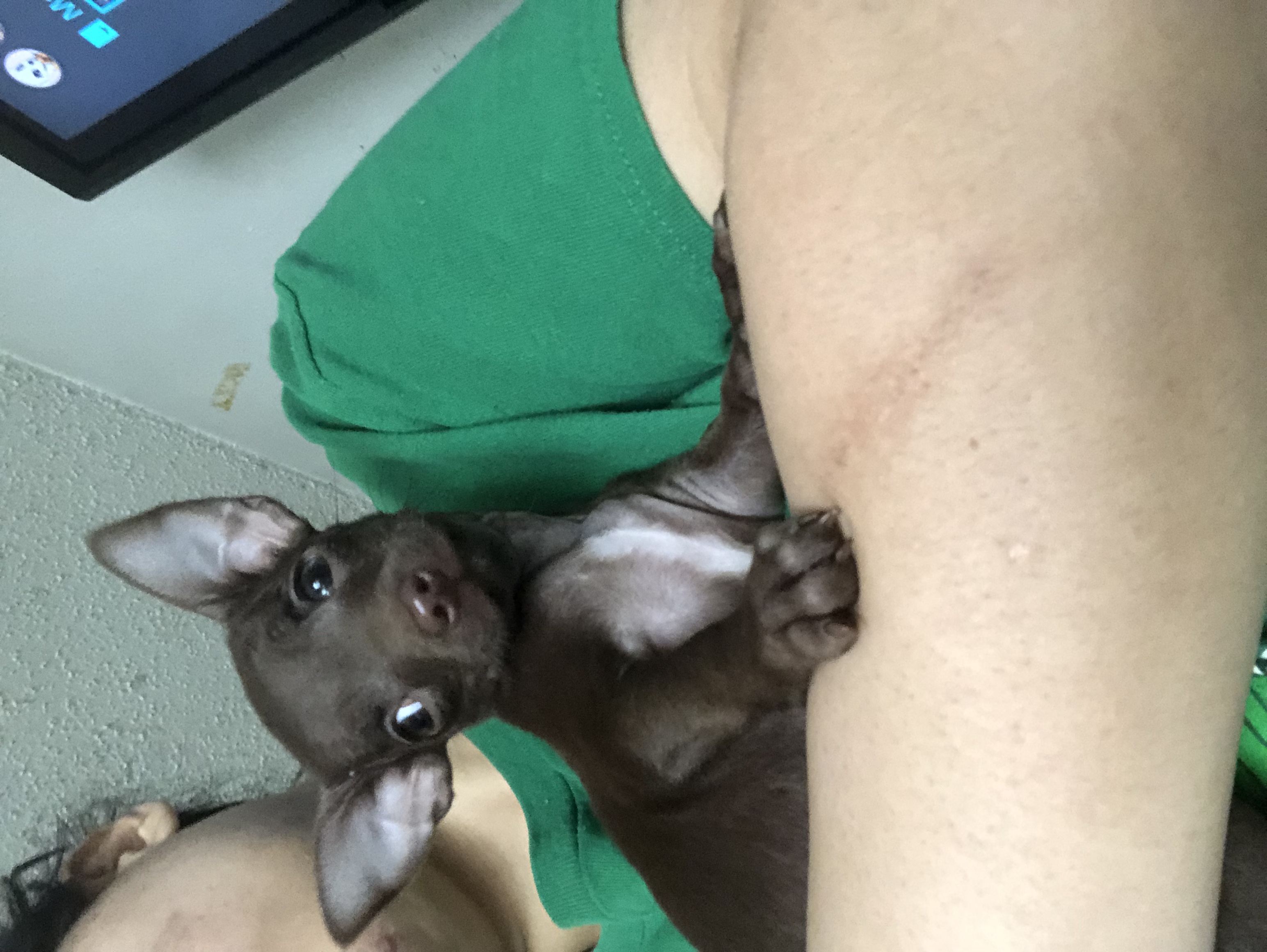 Chihuahua Puppy