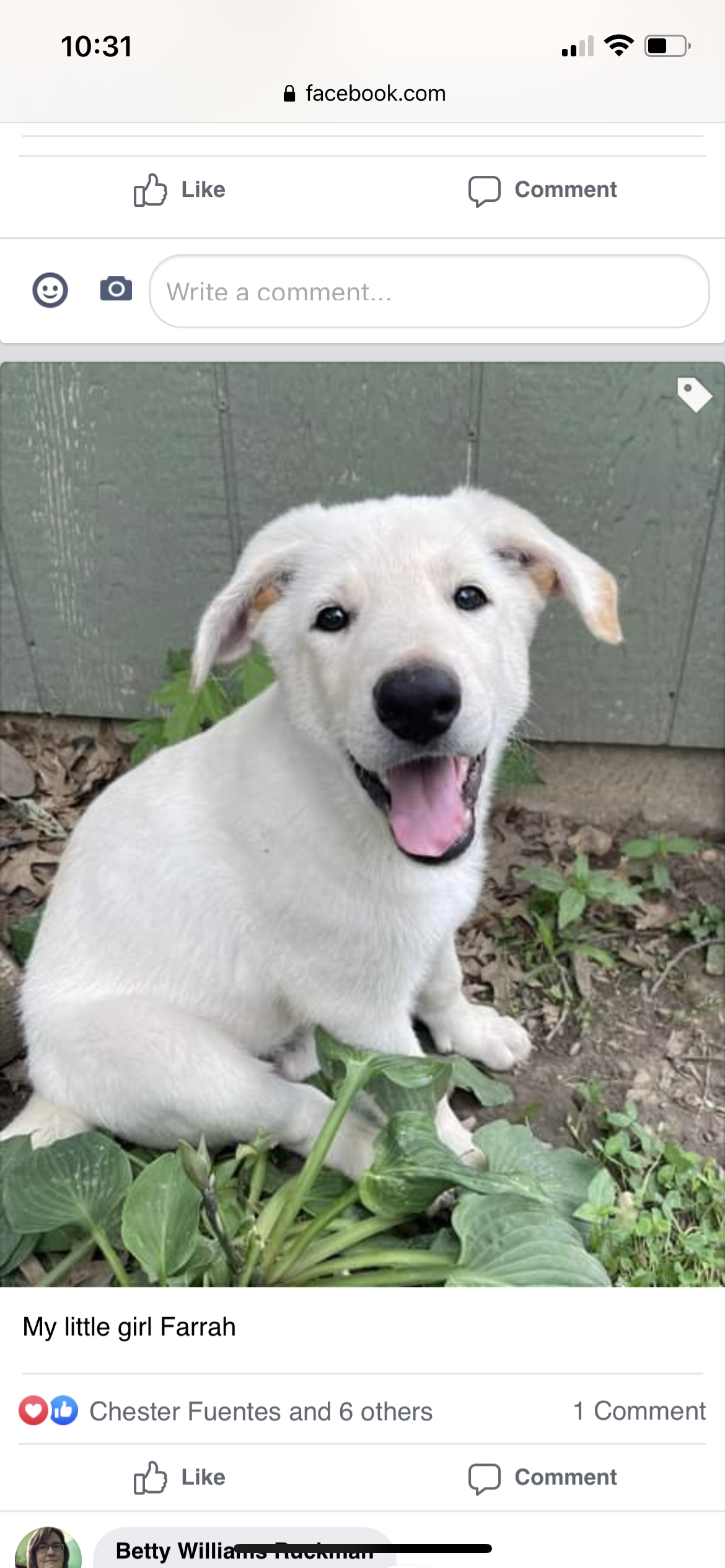 White German Shepard puppies
