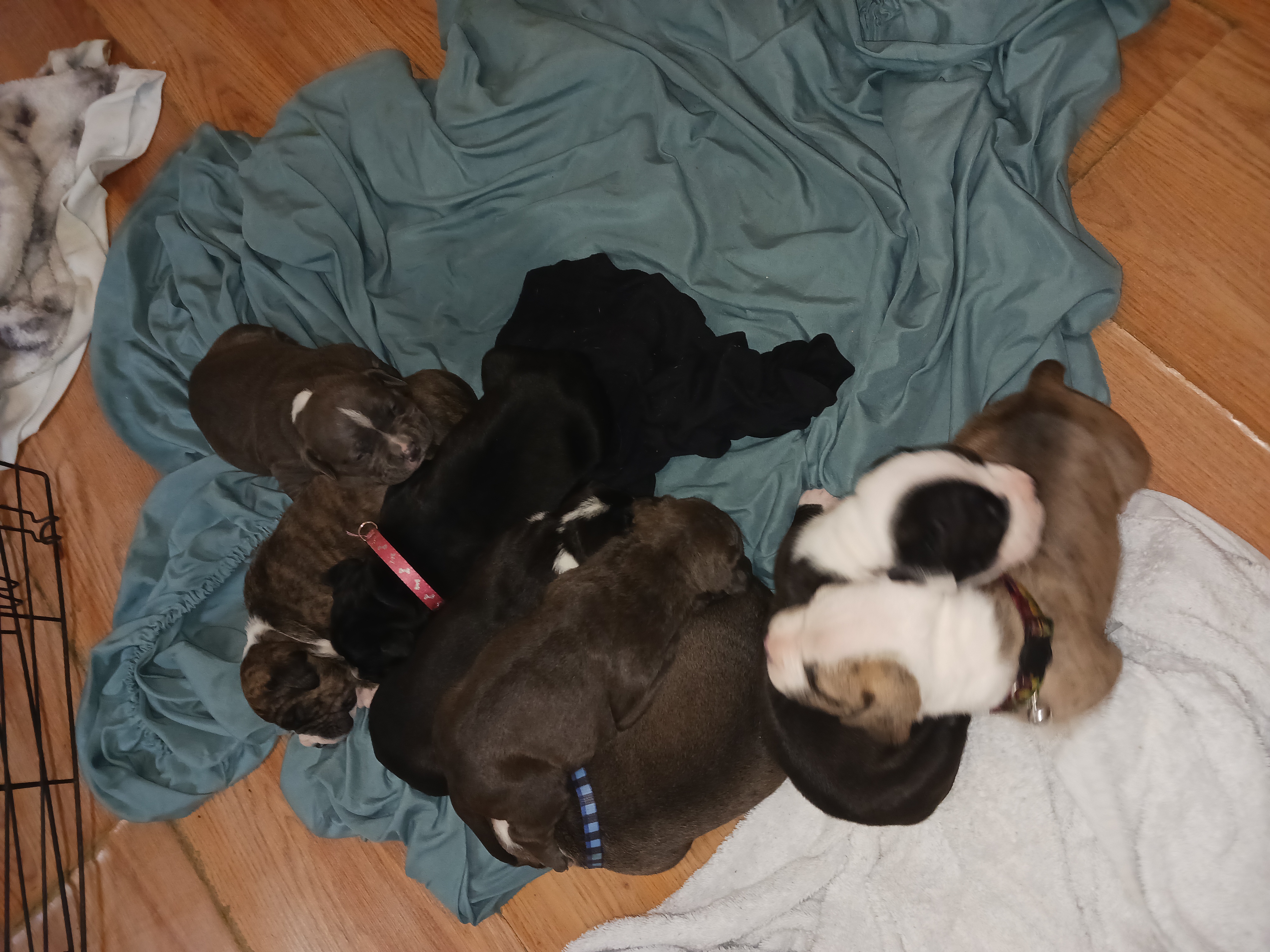 2 an half week old bully puppies