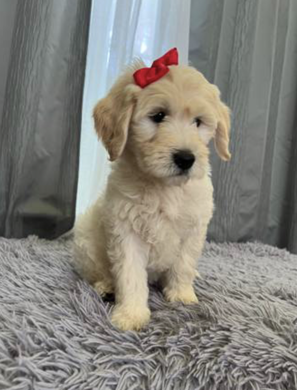 GoldenDoodle